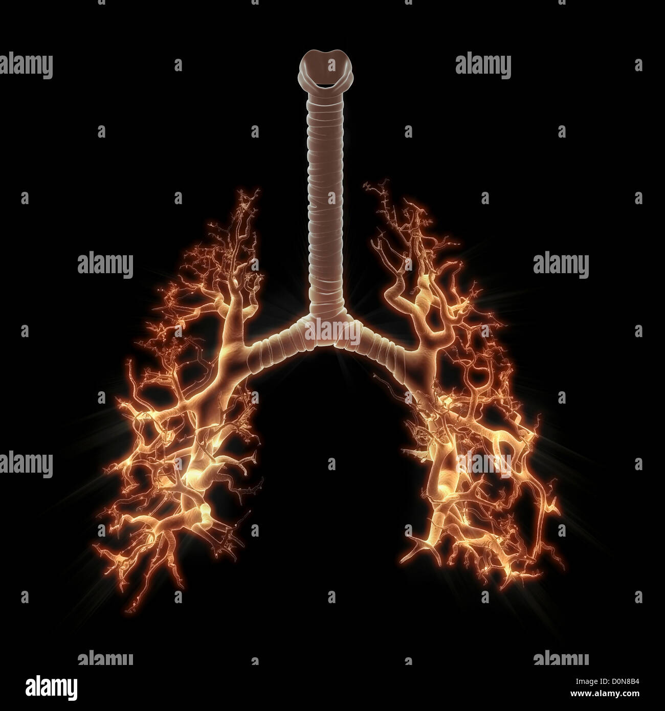 Digital illustration showing structure bronchus bronchial tubes. These