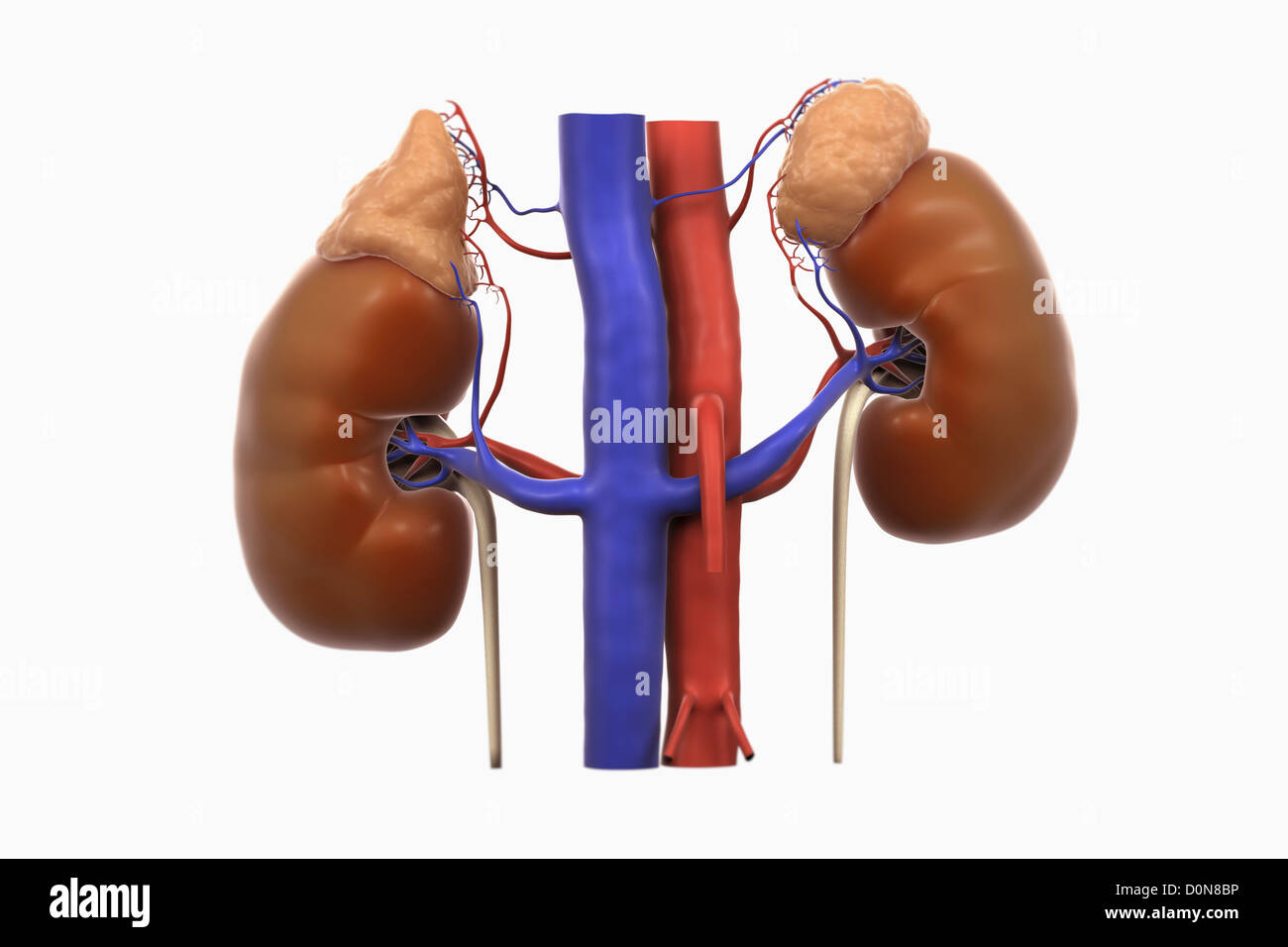 Human kidneys and their blood supply. The adrenal glands are also present sitting on top the kidneys. Stock Photo