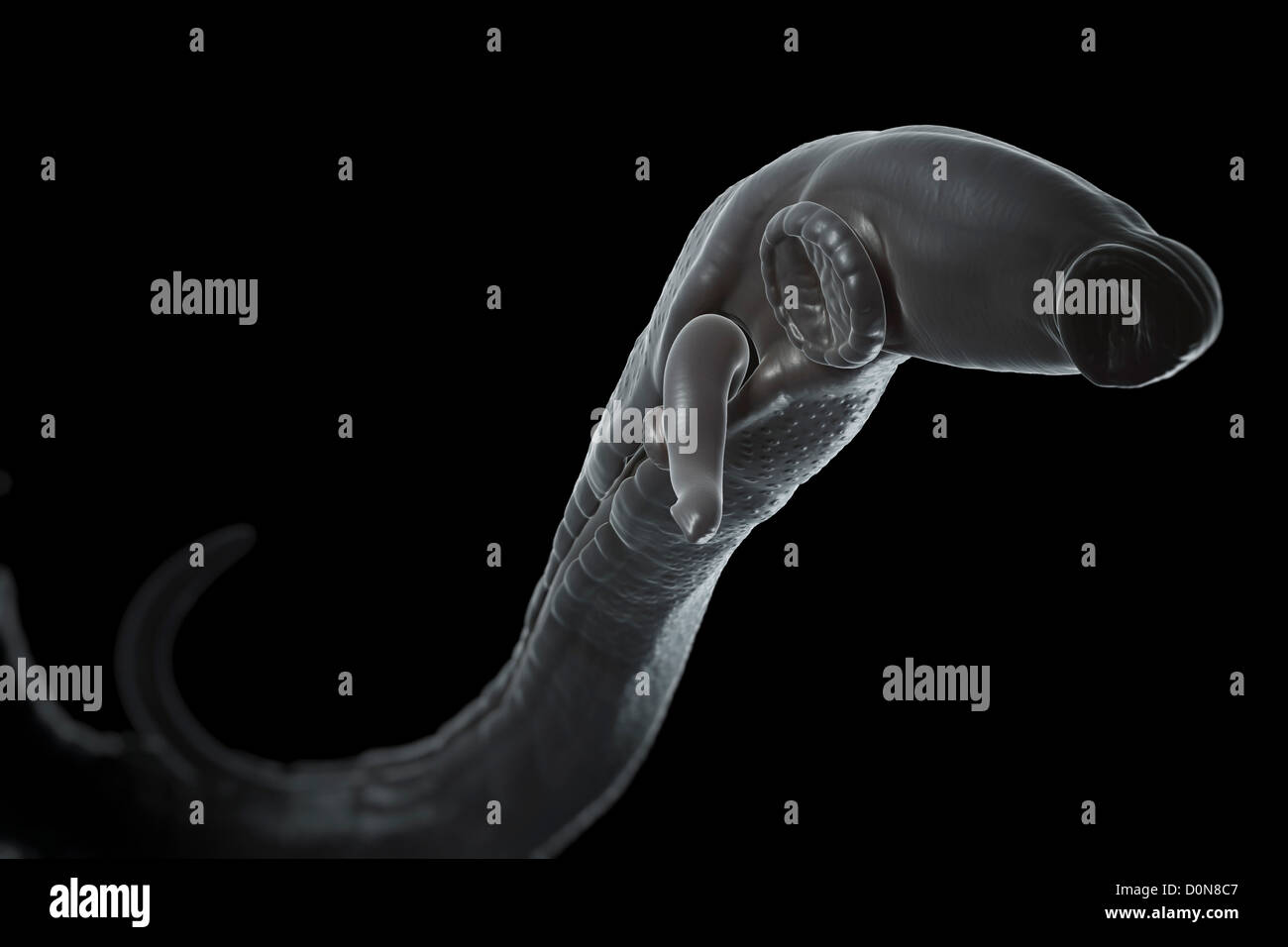 Schistosomiasis also known as snail fever is parasitic disease caused