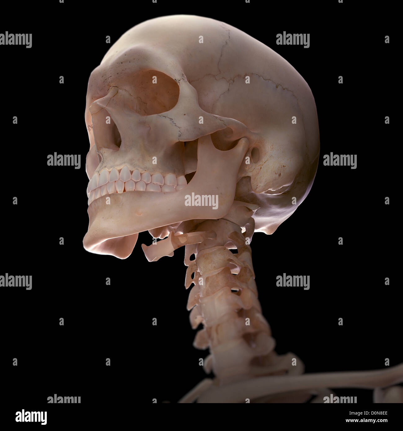 Bones of the head and neck viewed from a three-quarter angle. Stock Photo