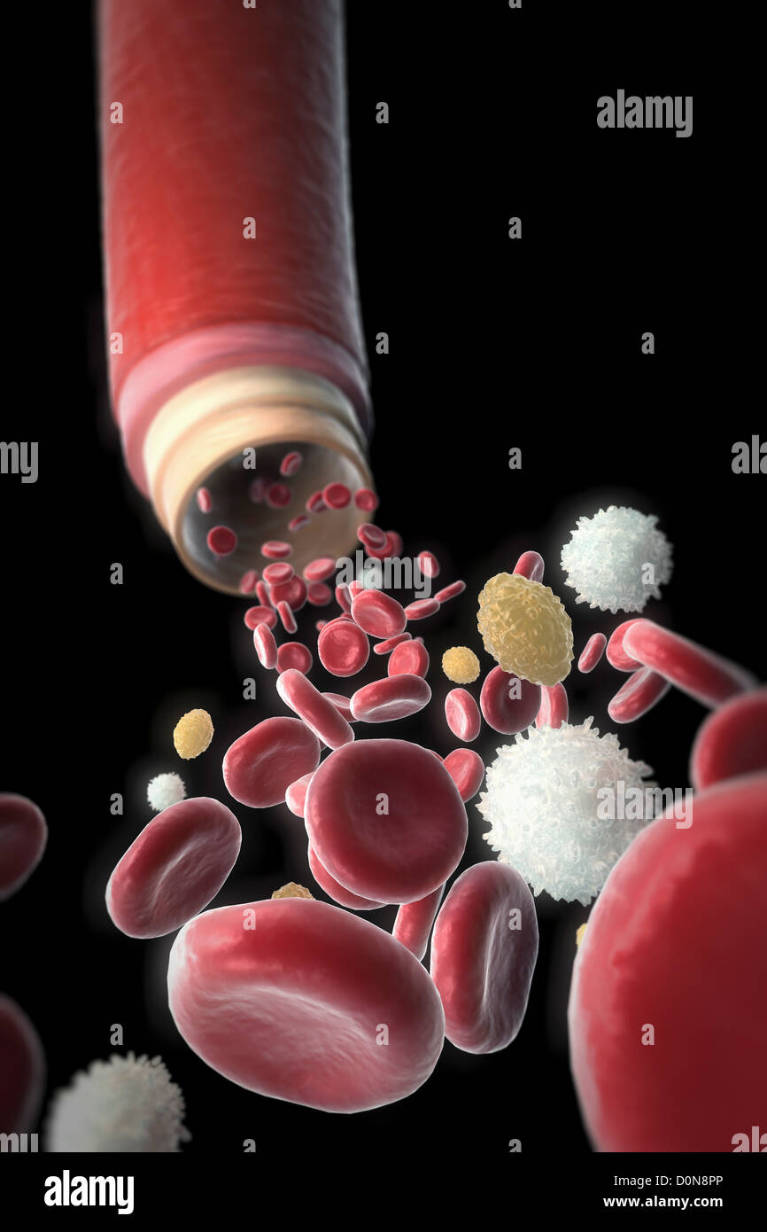 A section of a blood vessel with blood cells rushing towards the foreground. Stock Photo