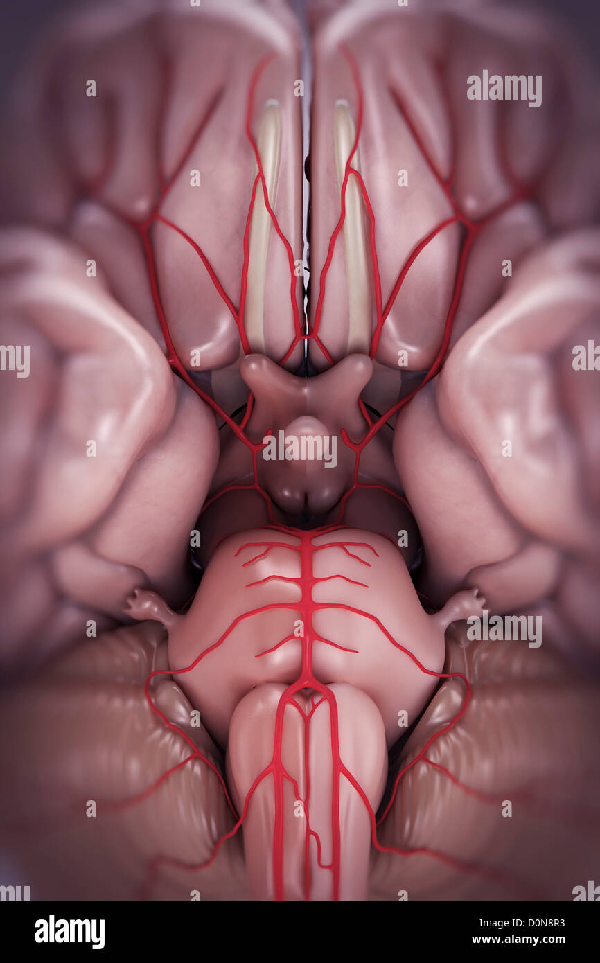 Close up view of brain and brain stem anatomy with the arterial supply visible. Stock Photo