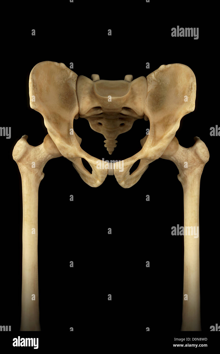 Front view of the male pelvis, sacrum and hip joints. Stock Photo