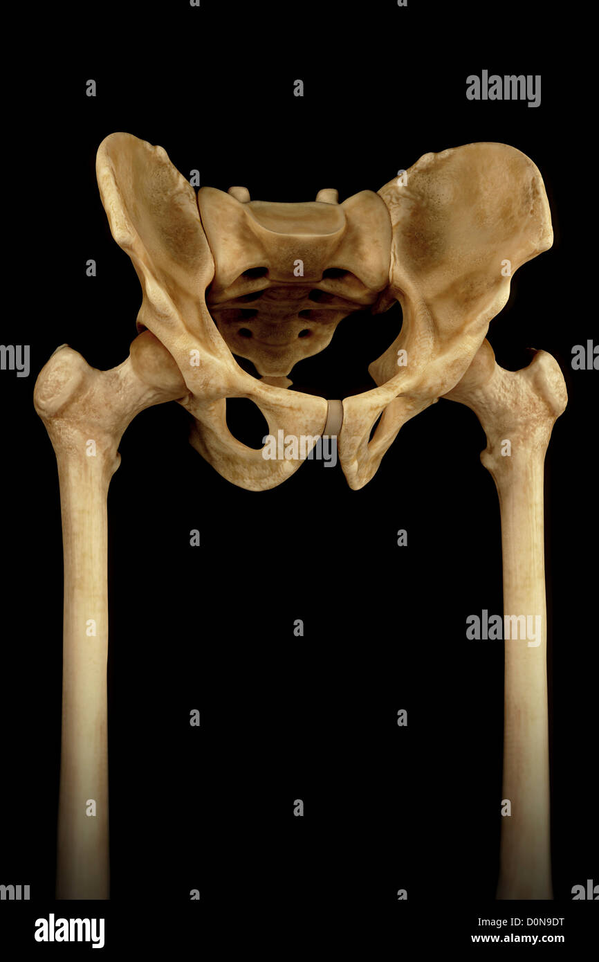 Three-quarter view of the male pelvis, sacrum and hip joints. Stock Photo