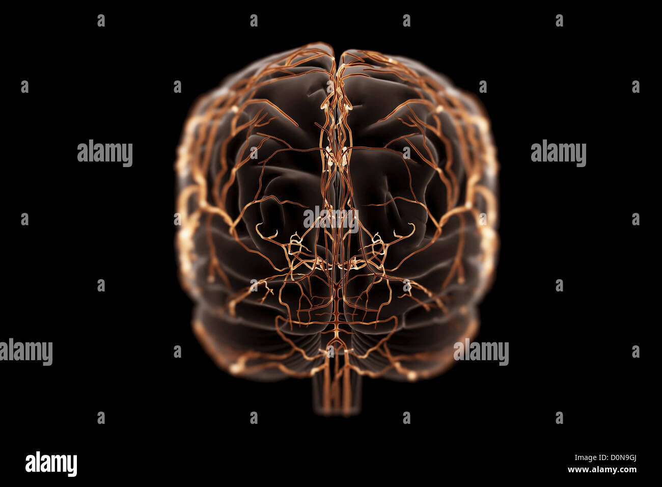 Rear view of the brain and its blood supply Stock Photo Alamy