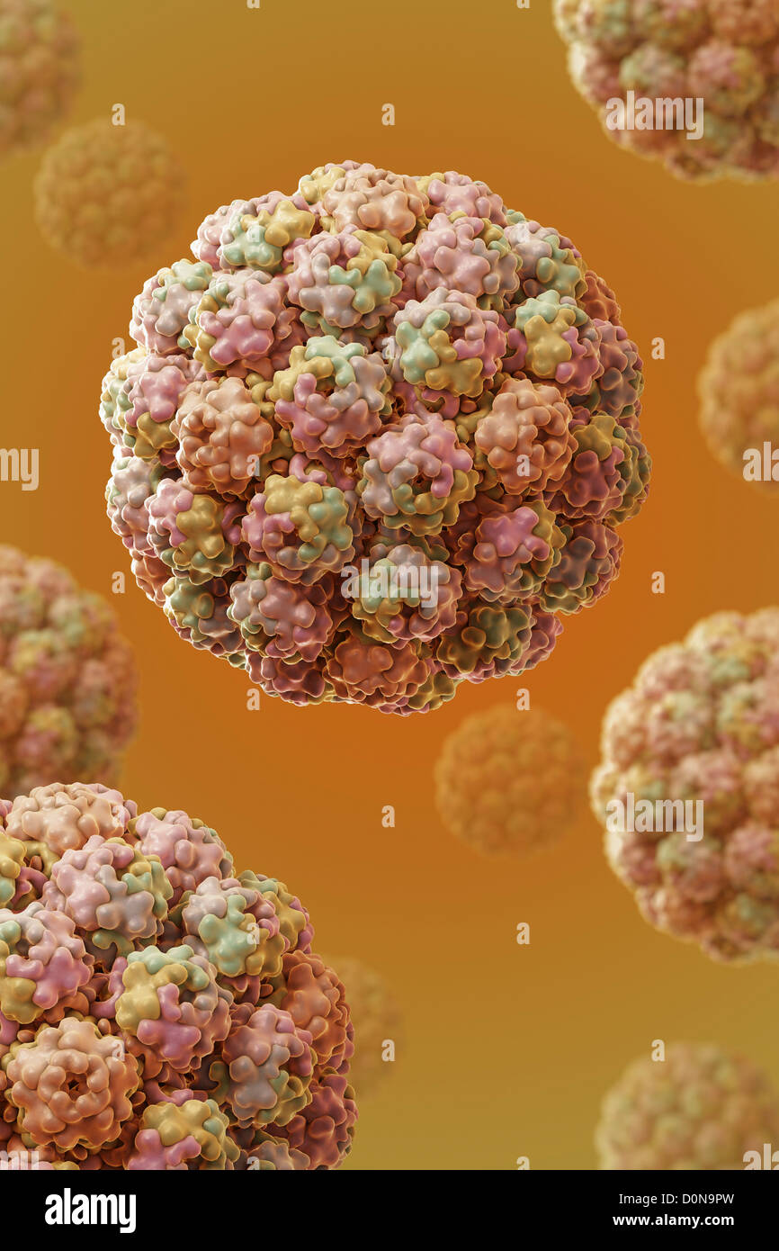Structure Murine Polyomavirus (PDB 1SID). Polyomaviruses have been extensively studied as tumor viruses leading fundamental Stock Photo