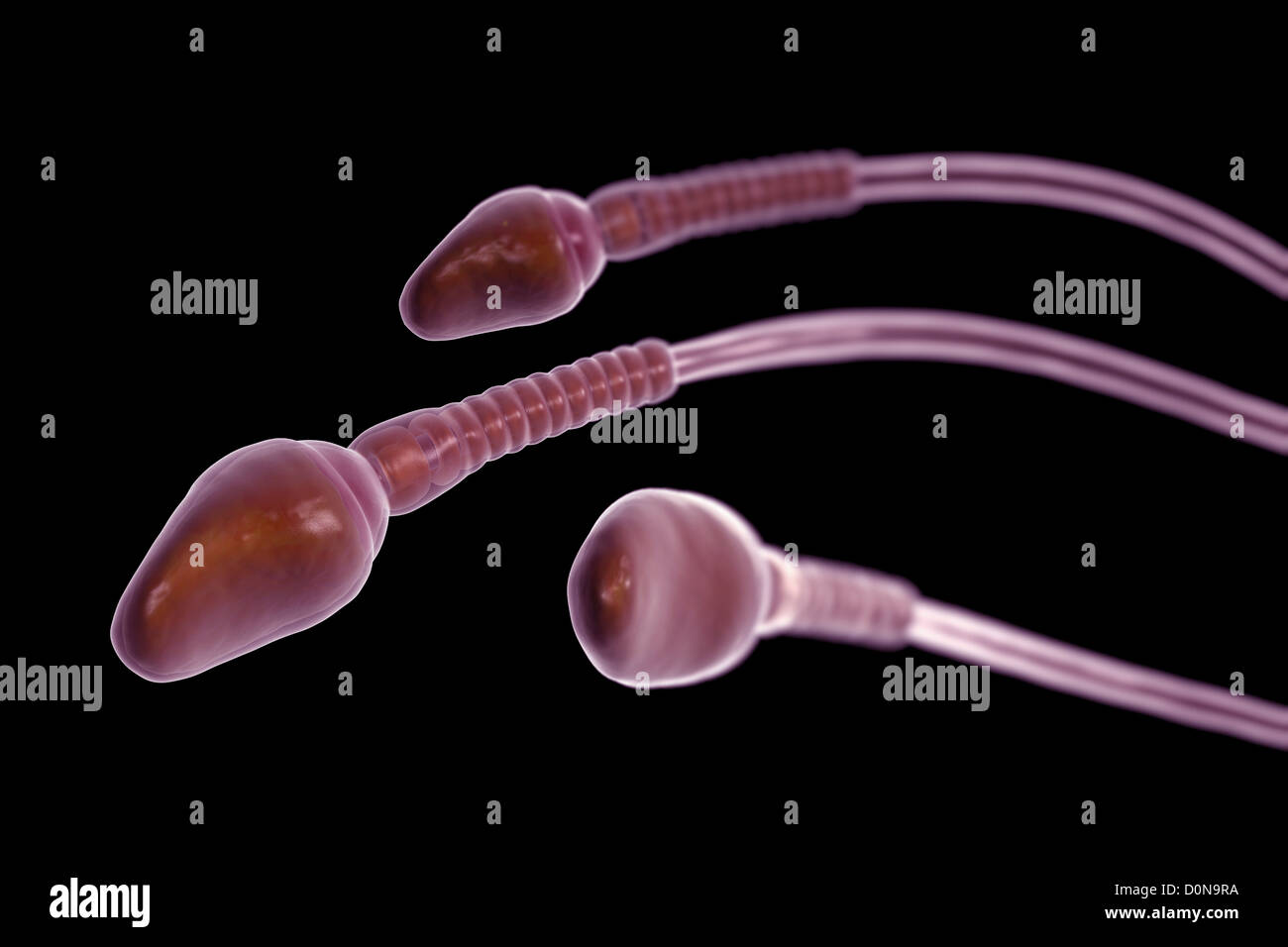 Amateur Sperm