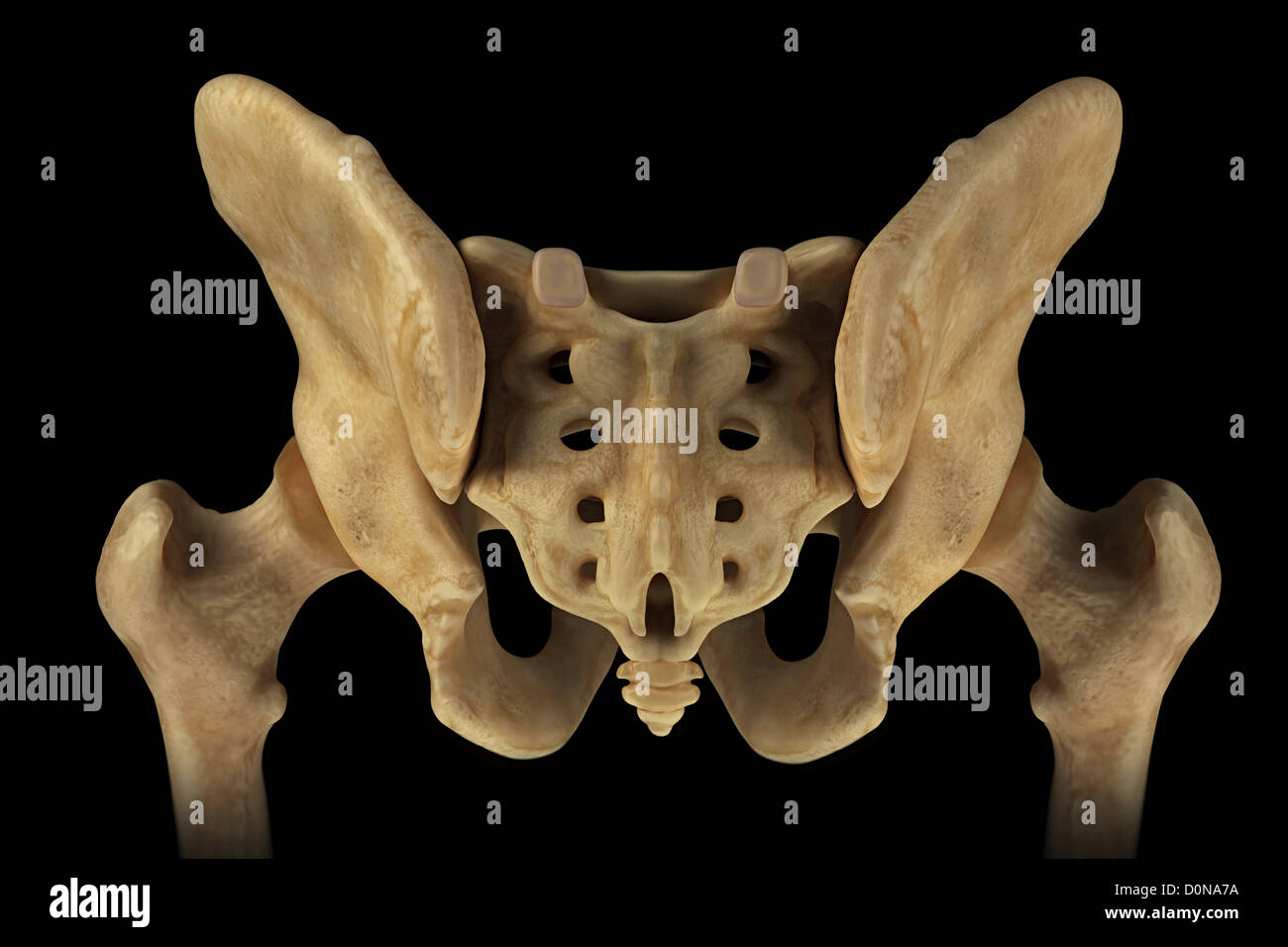 Rear view of the male pelvis, sacrum and hip joints Stock Photo - Alamy