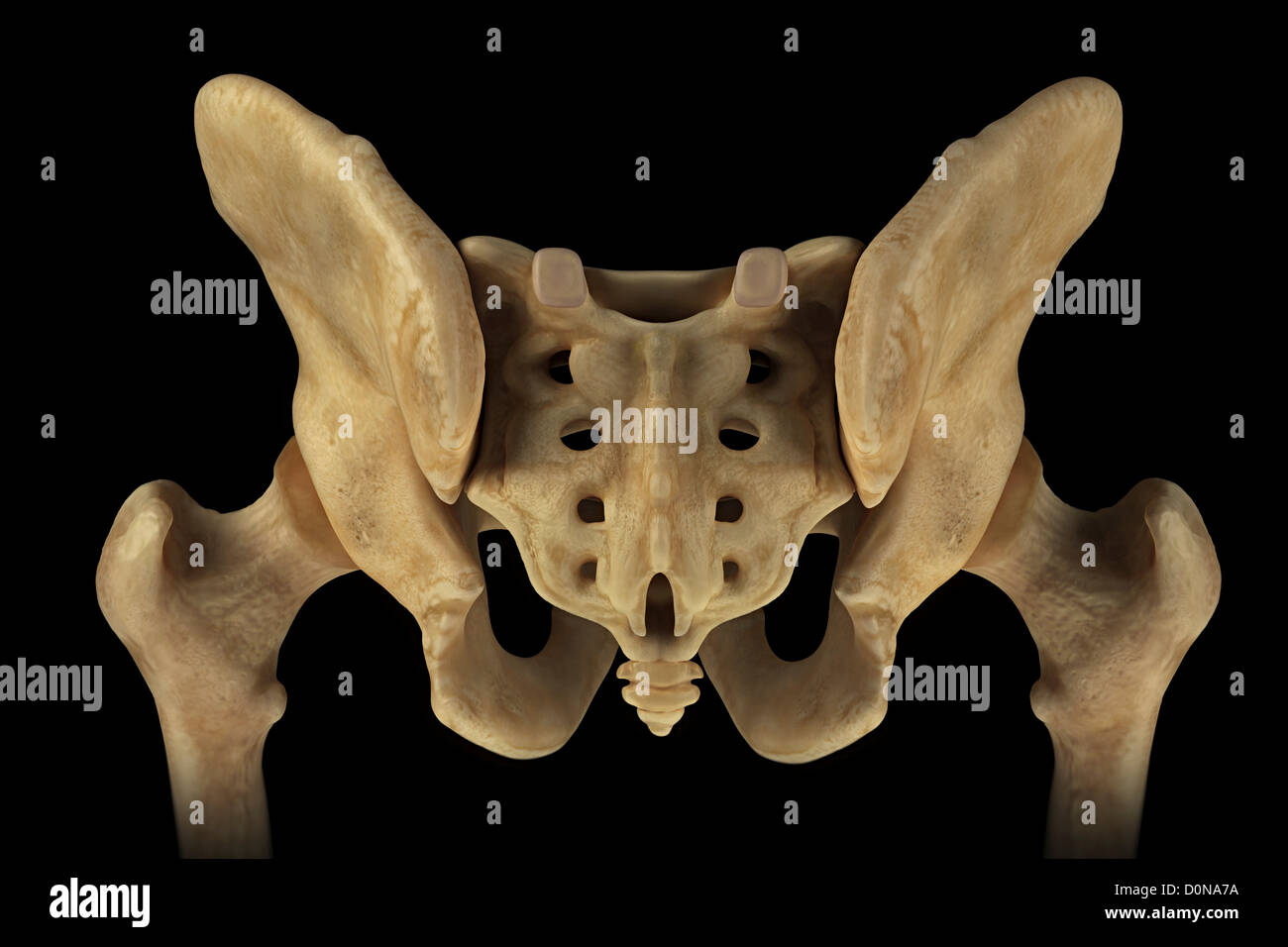 Rear view of the male pelvis, sacrum and hip joints. Stock Photo