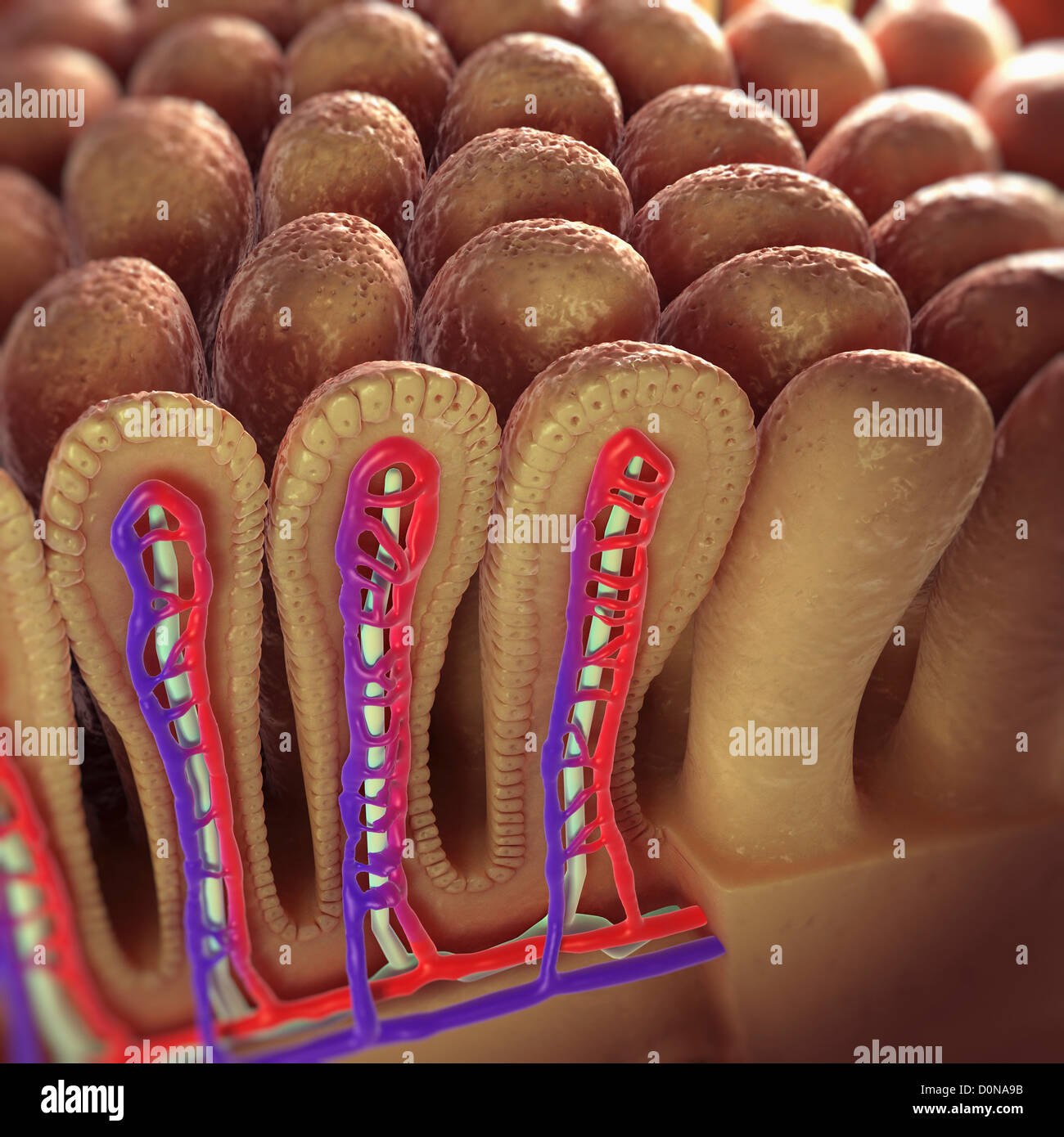 Intestinal Villi Stock Photos & Intestinal Villi Stock Images Alamy