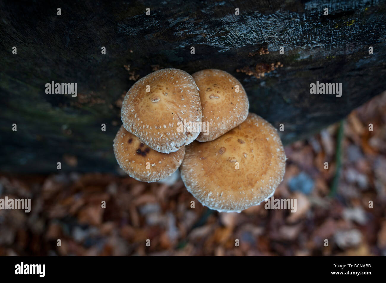 Mushrooms on a tree trunk Stock Photo - Alamy