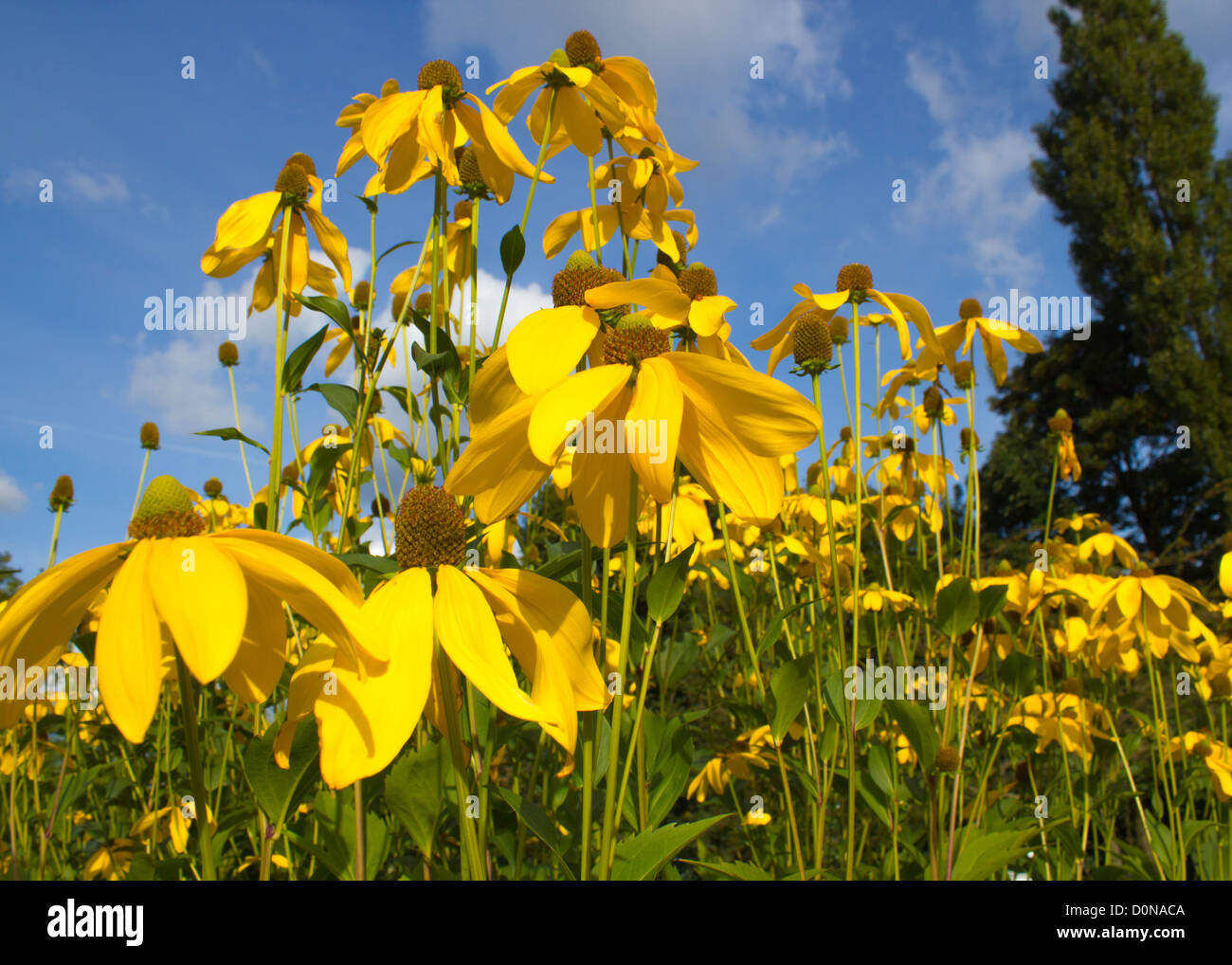Yellow flowers in a park in the sunshine with blue sky and wisps of cloud and a tree in the background. Stock Photo