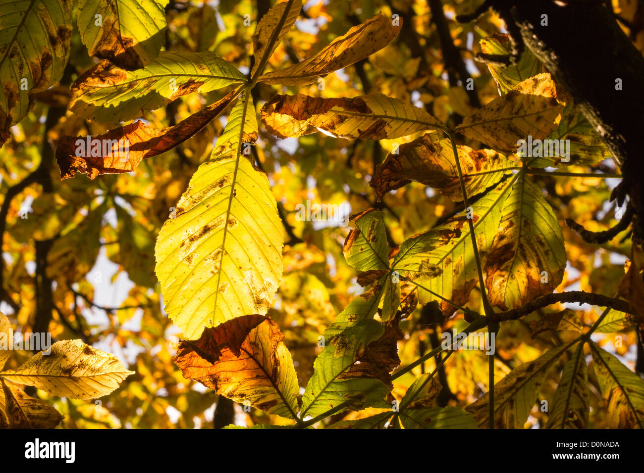 Autumn sunshine shinning through the leaves of trees in woodland in a park Stock Photo