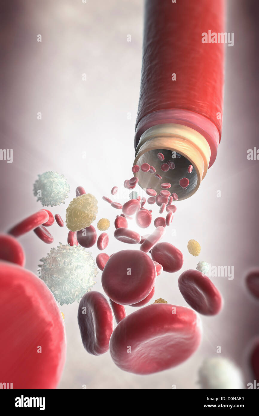 A section of a blood vessel with blood cells rushing towards the foreground. Stock Photo