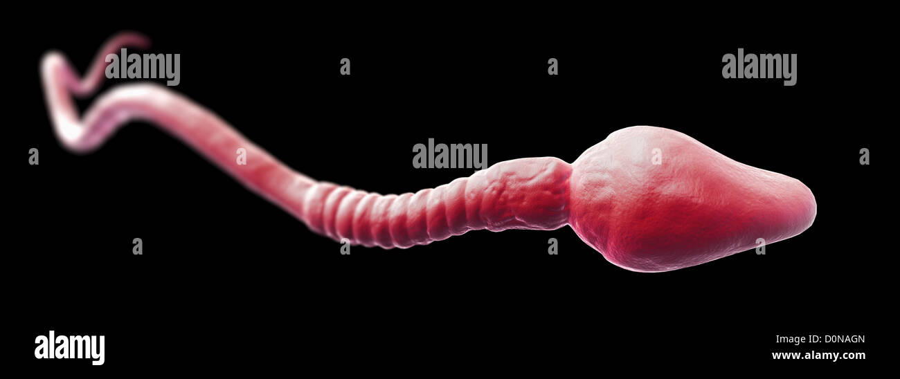 A single male sperm cell Stock Photo - Alamy