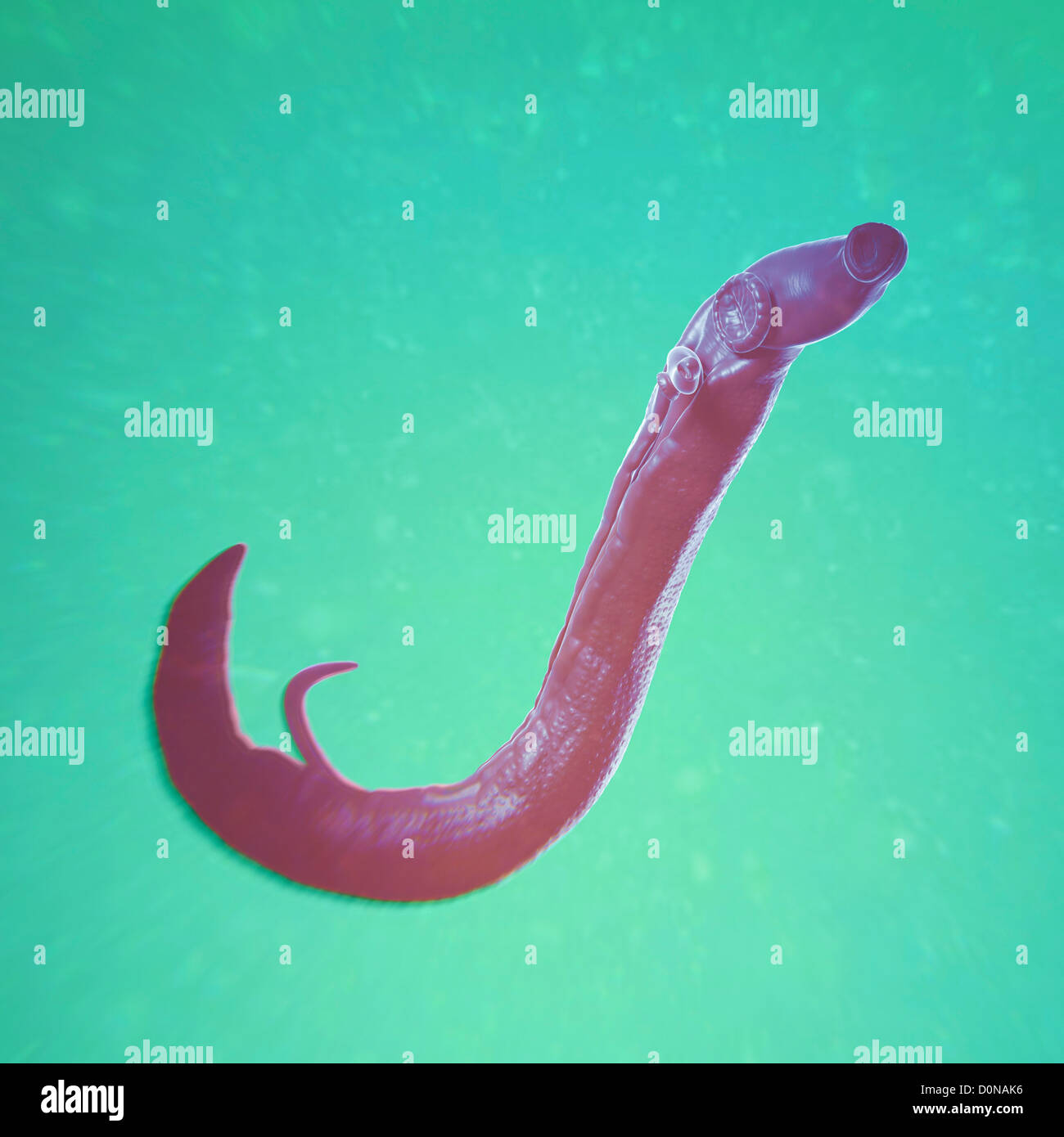 Schistosomiasis also known as snail fever is parasitic disease caused