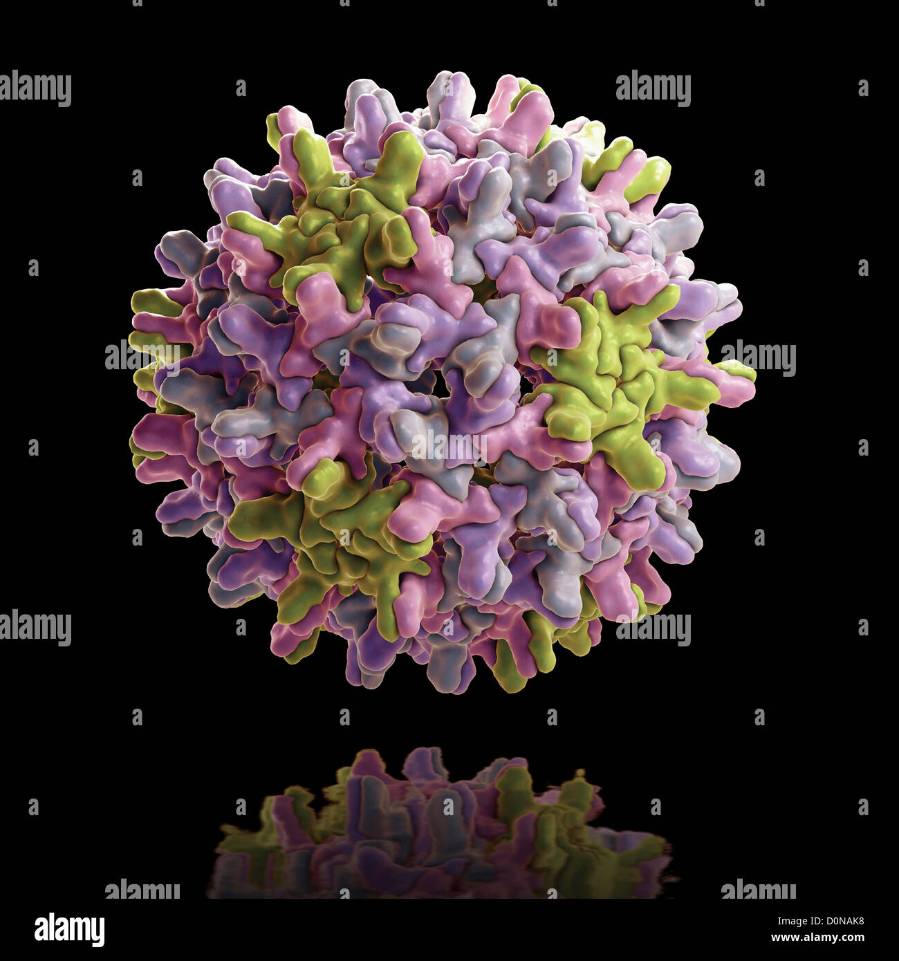 Structure Hepatitis B virus (HBV) (PDB 1QGT) species genus Orthohepadnavirus which is part Hepadnaviridae family viruses. Stock Photo