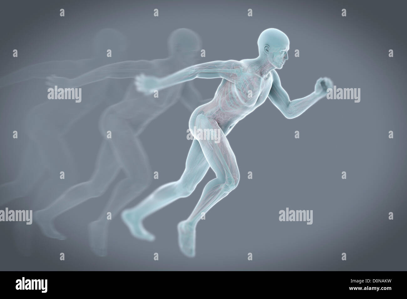 A running male figure with transparent skin to reveal the inner anatomical structures. Stock Photo