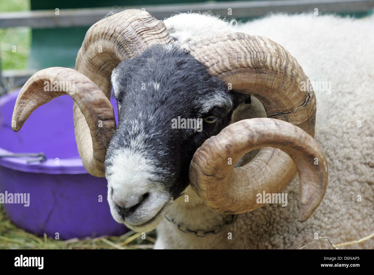 ram with curly horns Stock Photo