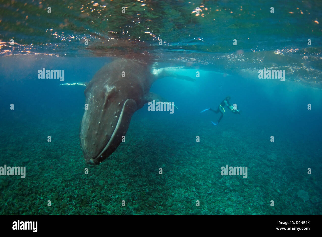 A filmmaker films a humpback whale (Megaptera novaeangliae), Toku, Vava'u, Tonga. Stock Photo
