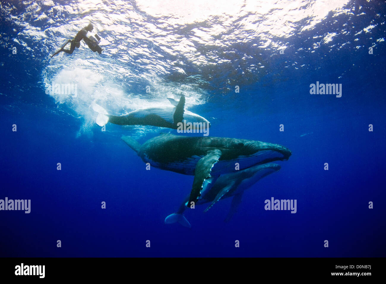 A filmmaker films humpback whales (Megaptera novaeangliae), including a mother and calf, Toku, Vava'u, Tonga. Stock Photo