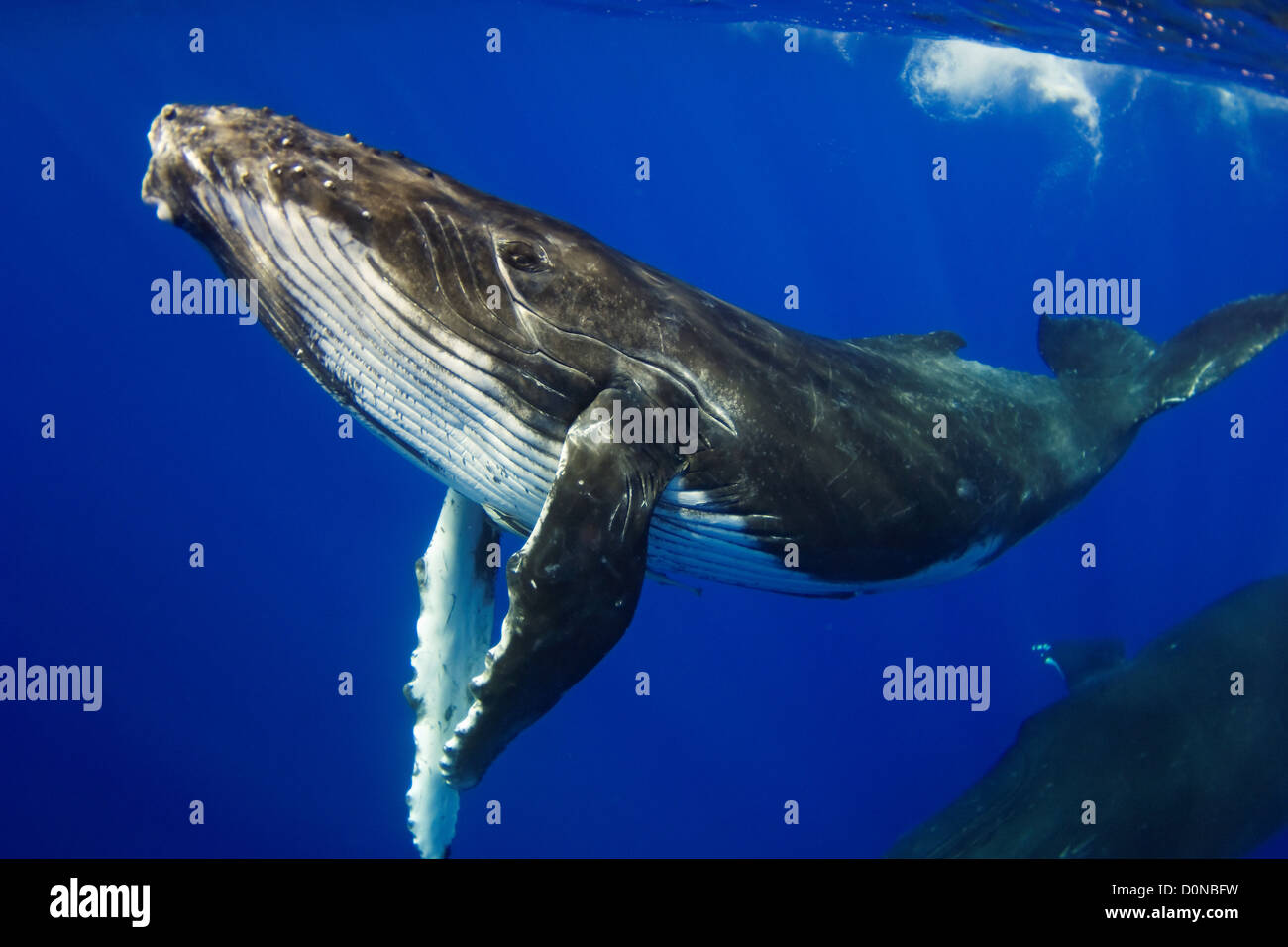 A young humpback whale (Megaptera novaengliae), Toku, Vava'u, Tonga. Stock Photo