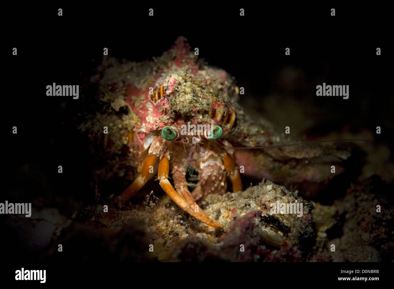 Hermit hi-res stock photography and images - Alamy