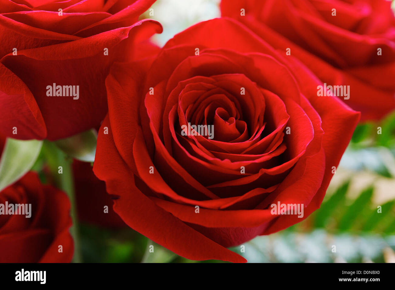 Red roses Stock Photo