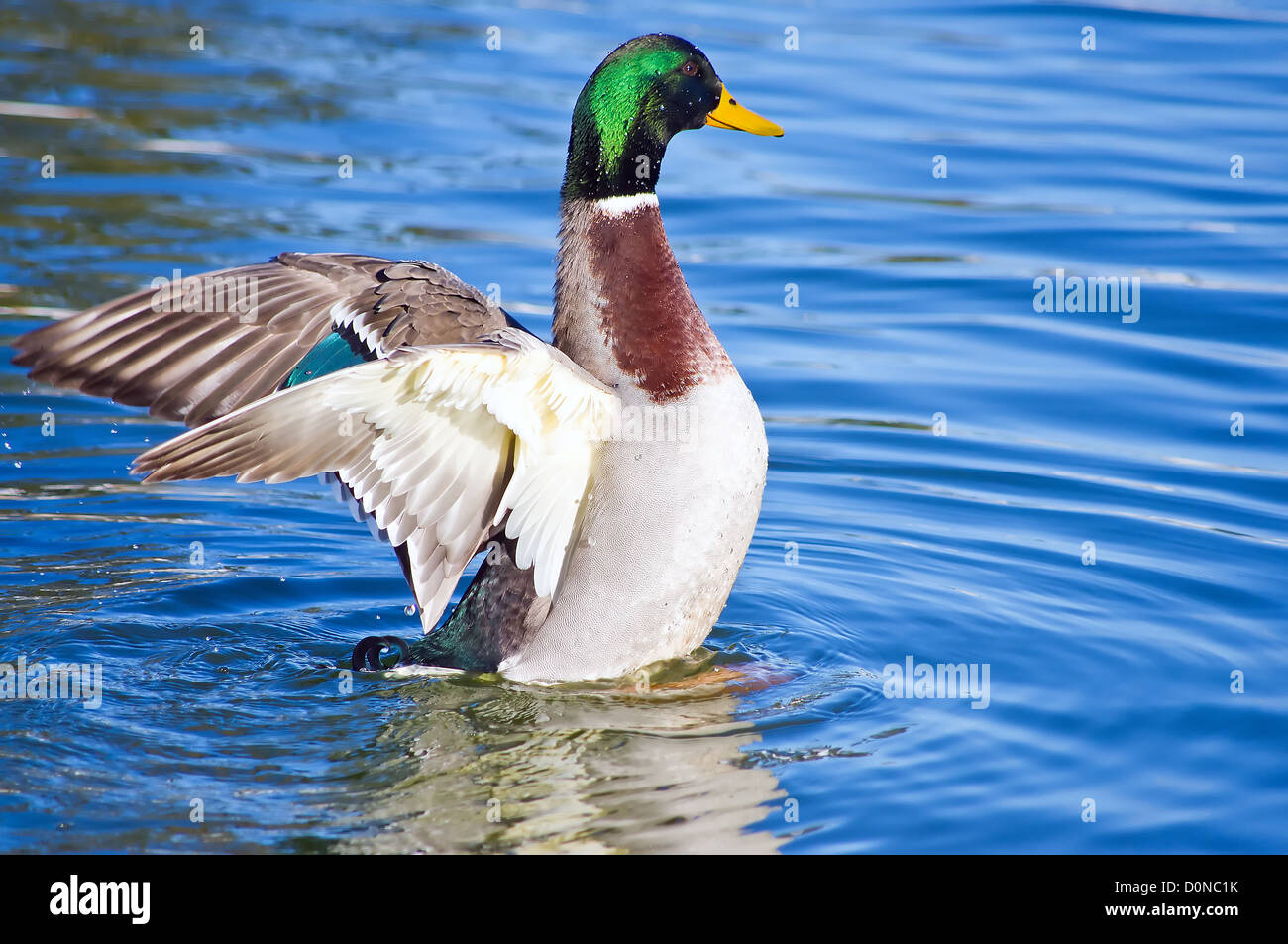 Male Mallard duck up in the water with it's wings spread Stock Photo