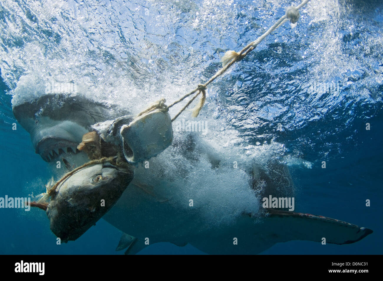 Great White Shark Taking Bait Stock Photo - Alamy