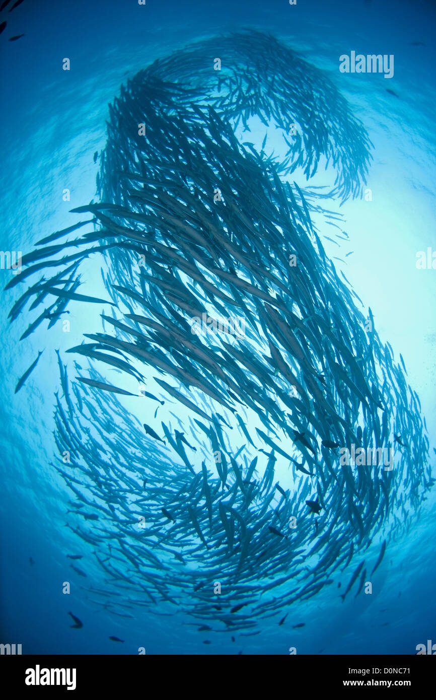 Schooling Chevron Barracuda Stock Photo