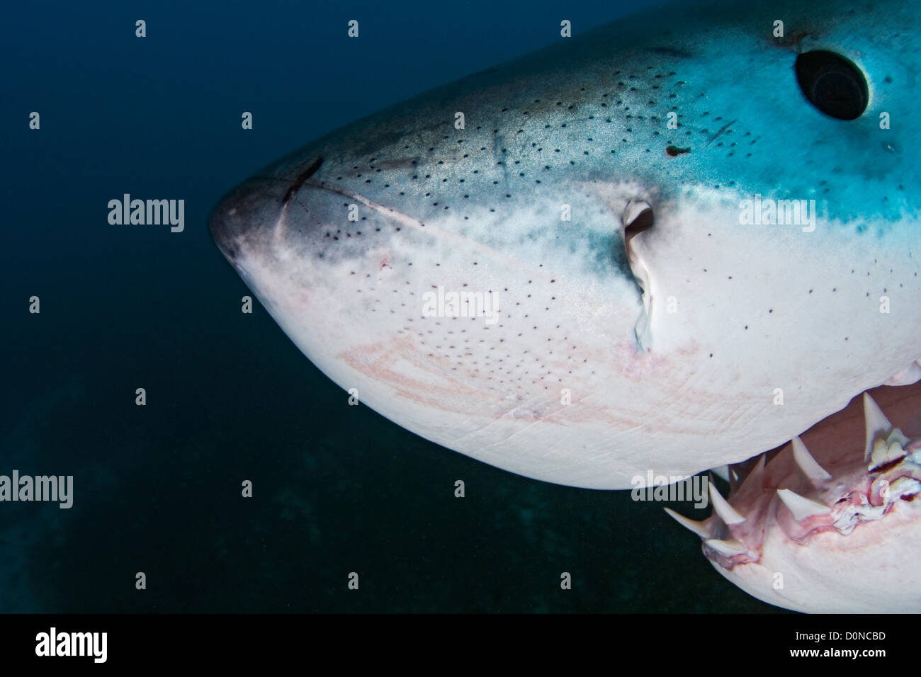 Ampullae Of Lorenzini In Sharks