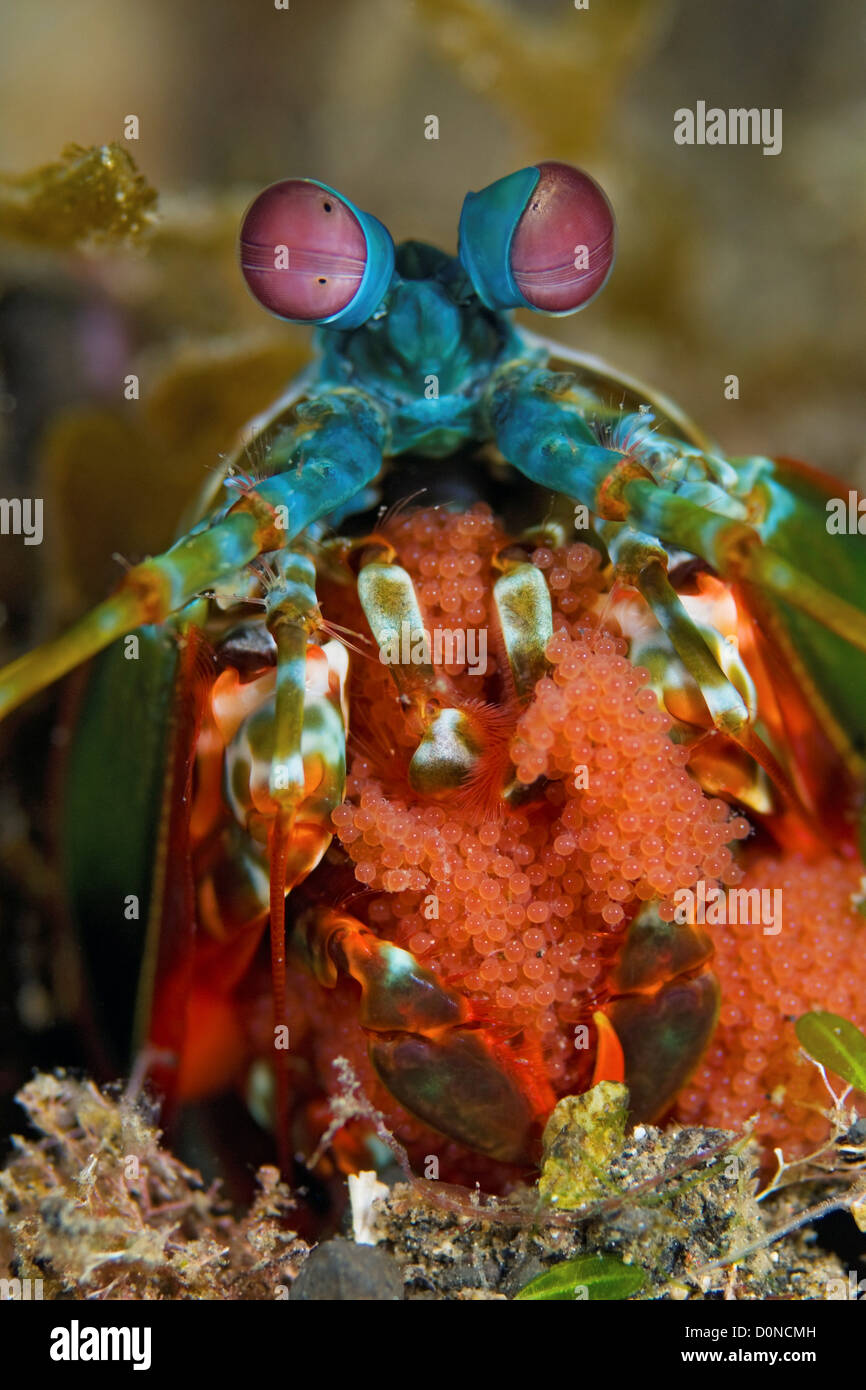 Peacock Mantis Shrimp with Eggs Stock Photo