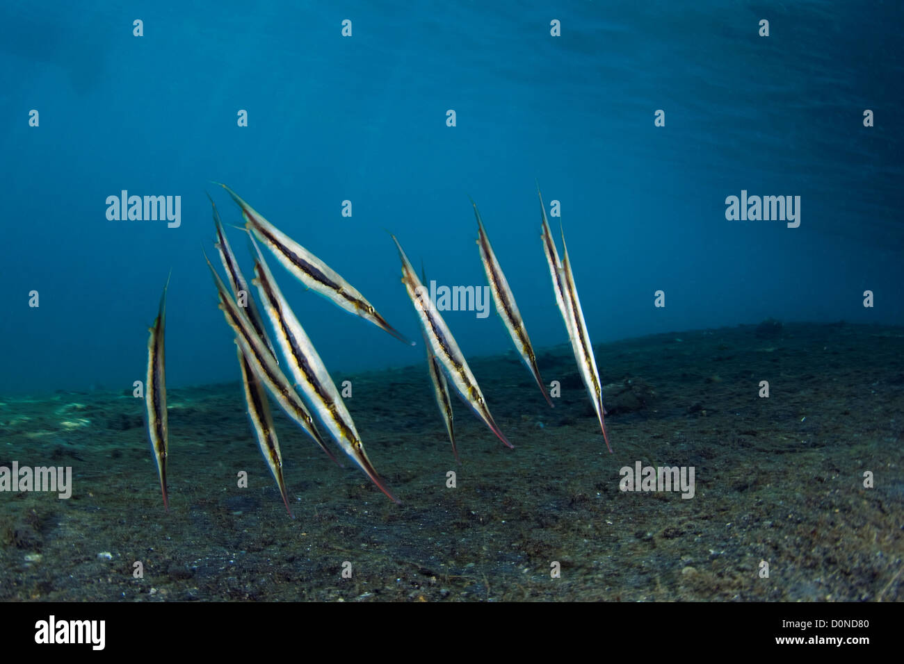 School of razorfish hi-res stock photography and images - Alamy