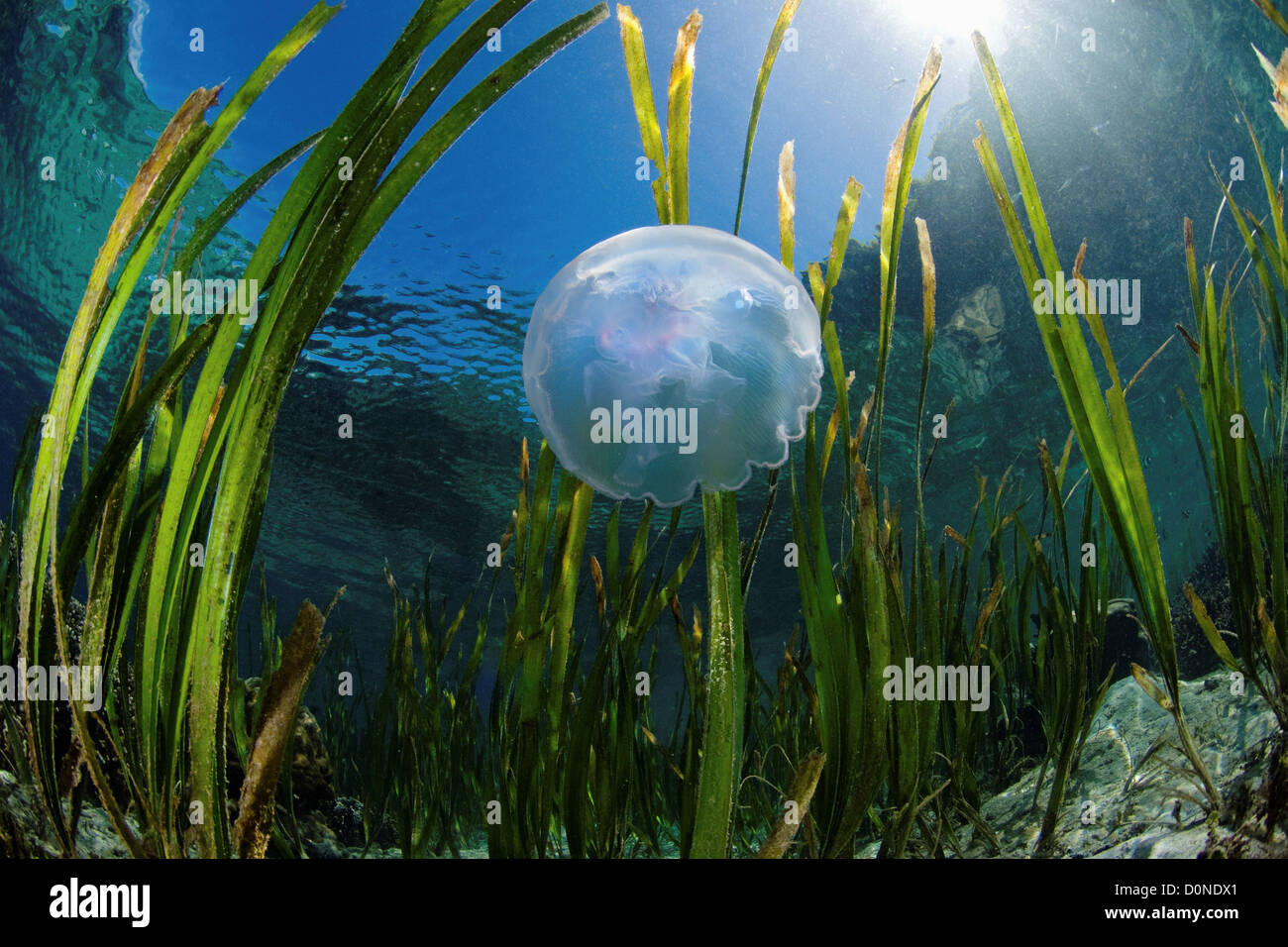 Seagrass and Jelly Stock Photo Alamy