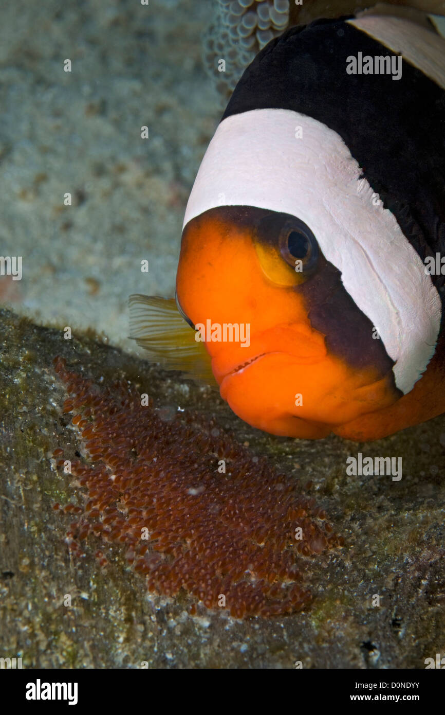 A saddleback anemonefish (Amphiprion polymnus) guards a clutch of eggs