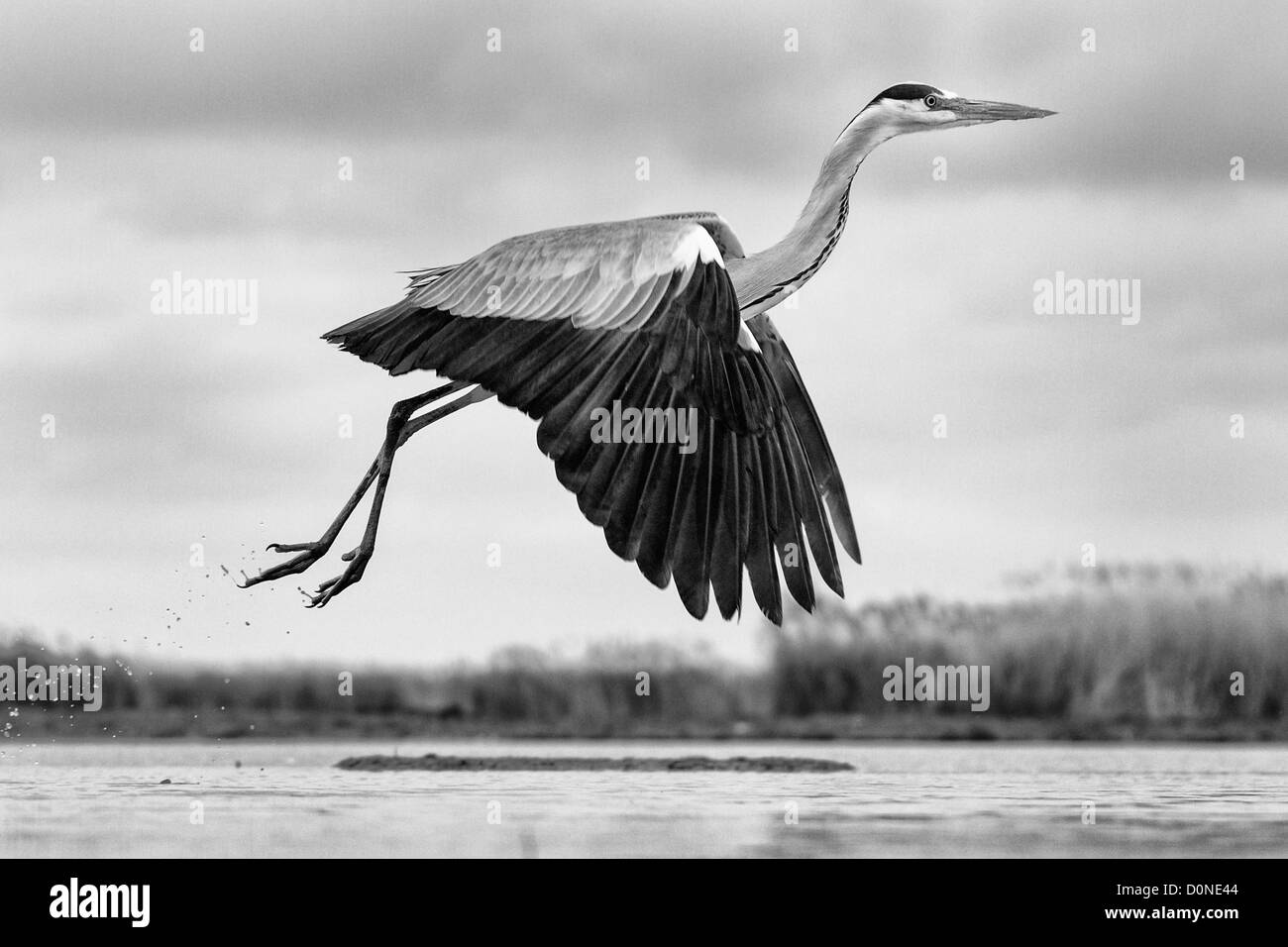 Black and white image of a low flying grey heron side-on over a lake Stock Photo
