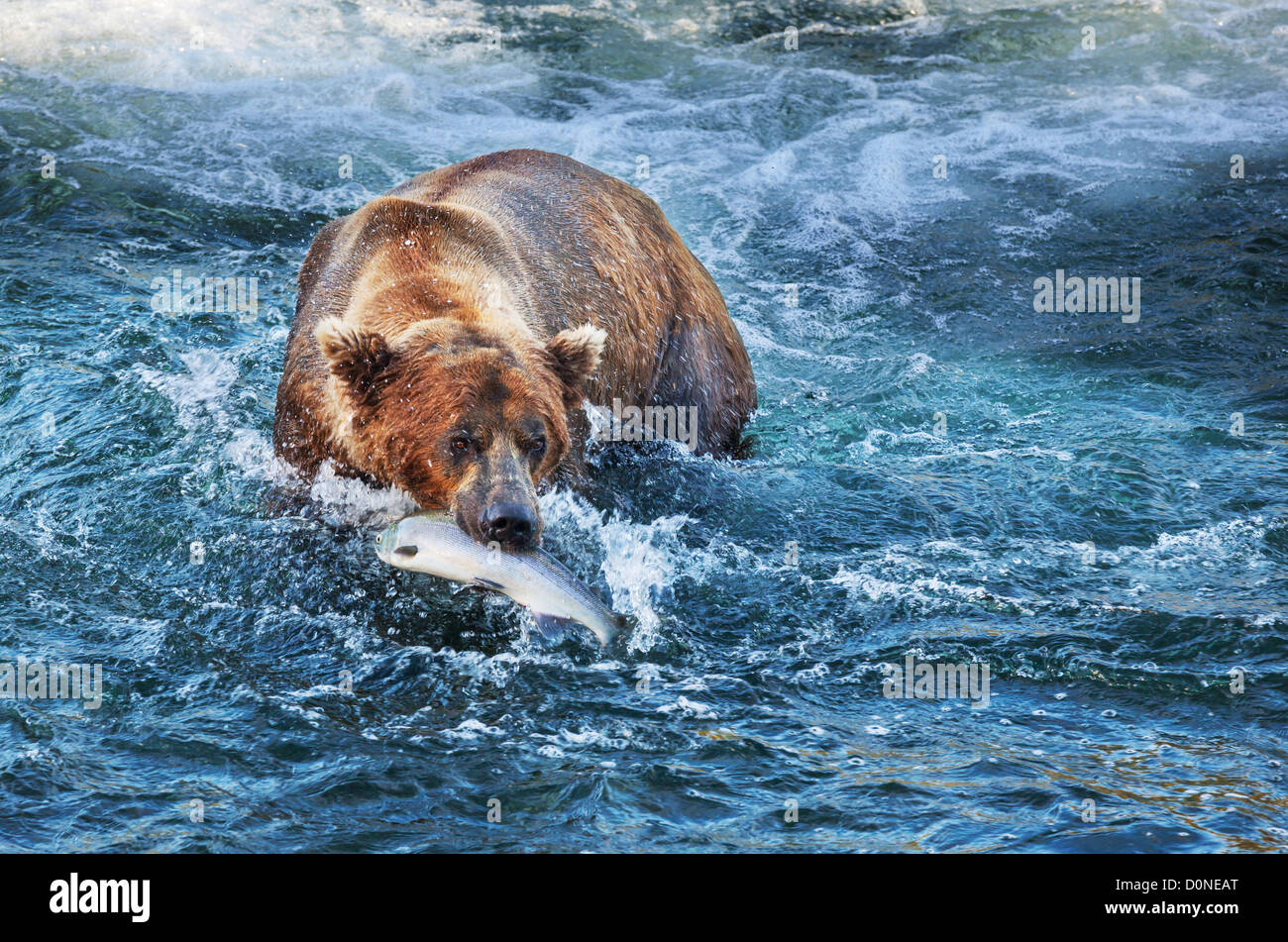 Brown bears fishing for salmon, Brooks Falls, Katmai NP, Alaska,USA