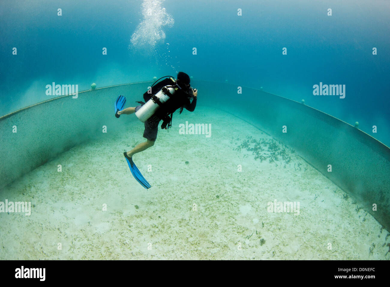 A diver films an approaching trawl net, Sabah, Malaysia. Stock Photo