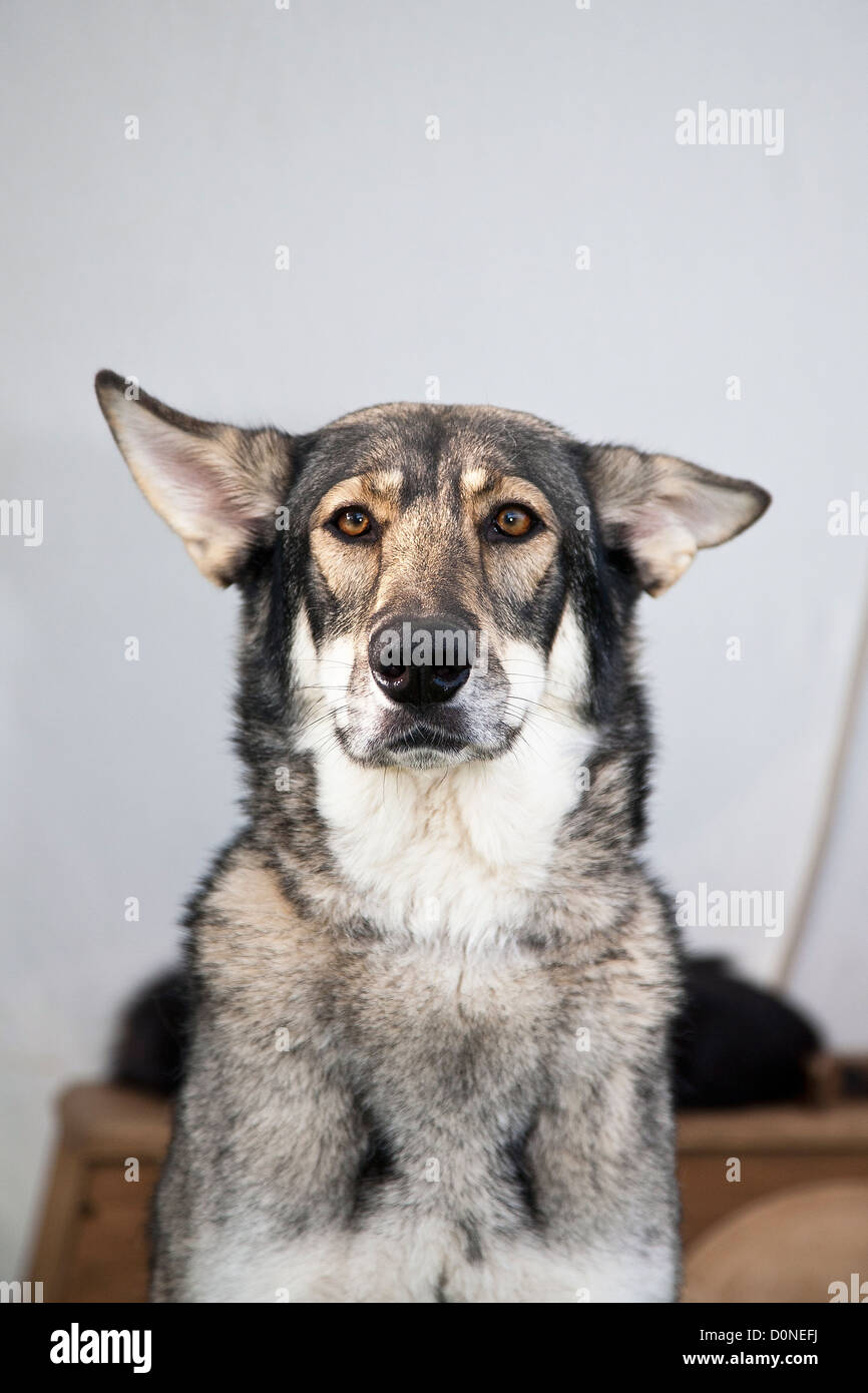 Saarloos Wolfdog or Wolfhound Stock Photo