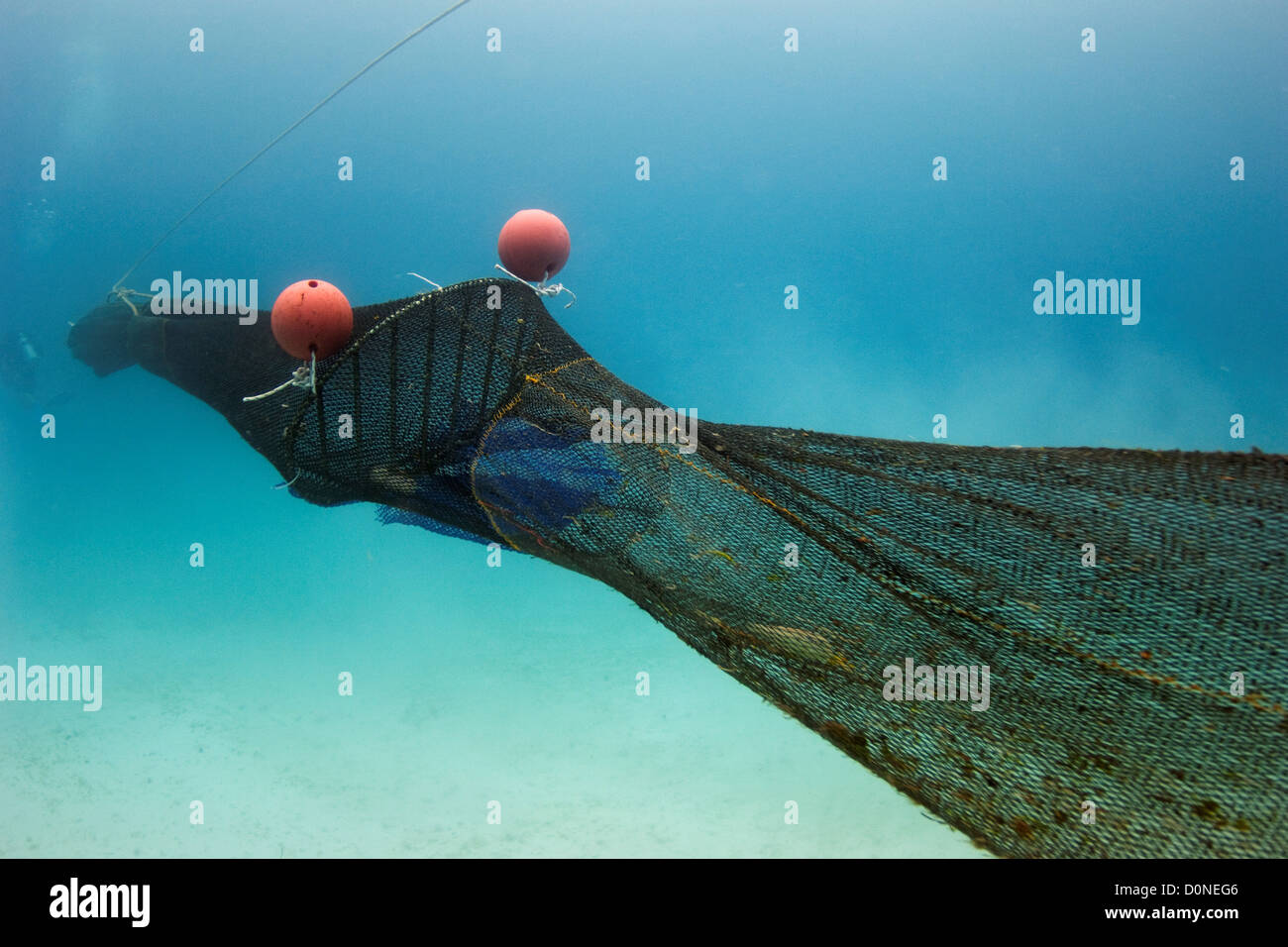 A trawl net with a turtle exclusion device in place. The device allows  captured sea turtles to escape the net Stock Photo - Alamy
