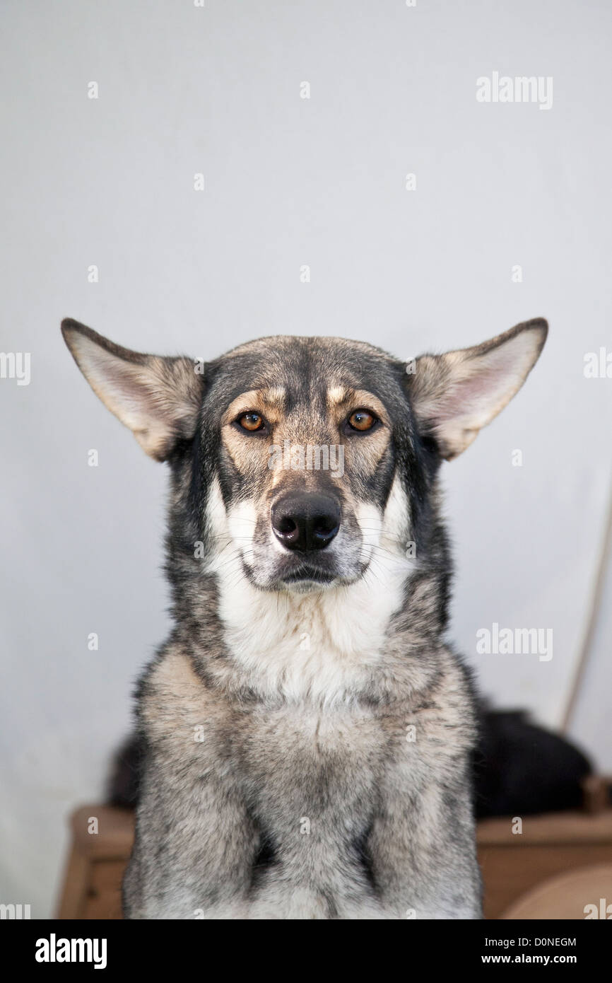 Saarloos Wolfdog or Wolfhound Stock Photo
