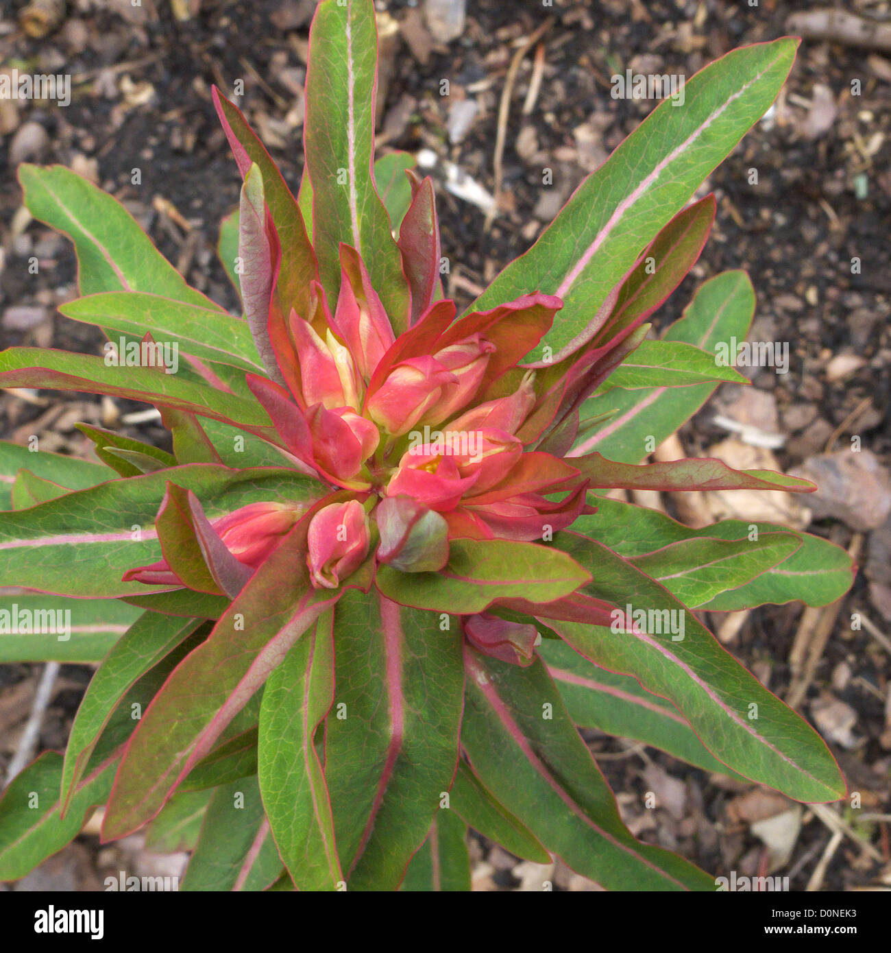 Euphorbia griffithii 'Fireglow' in Spring, UK Stock Photo