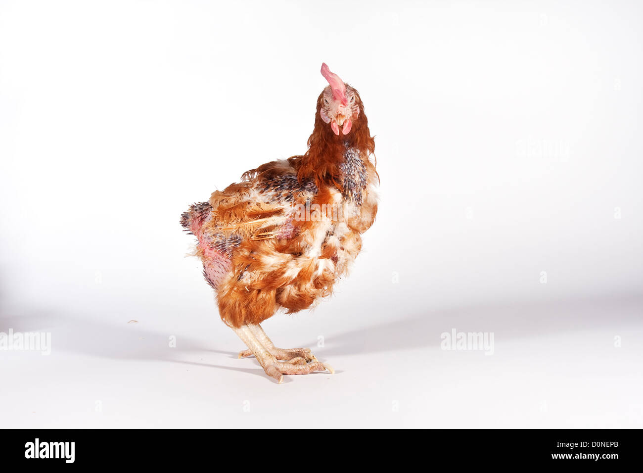 Ex Battery Hen Stock Photo Alamy