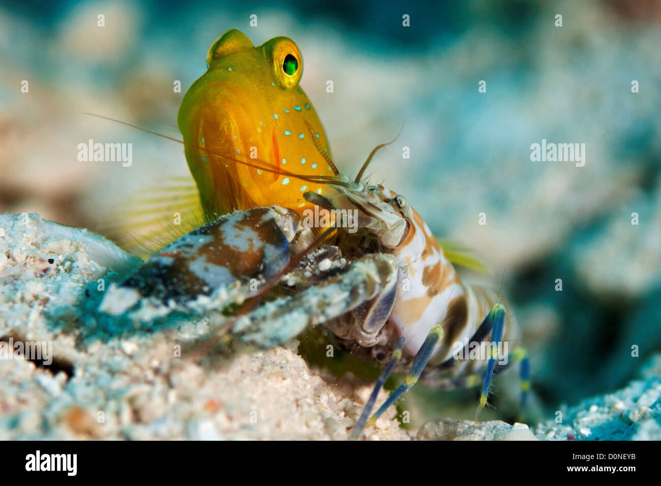 Banded shrimpgoby, Cryptocentrus cinctus, with alpheid shrimp, Alpheus sp., Sabah, Malaysia. Stock Photo