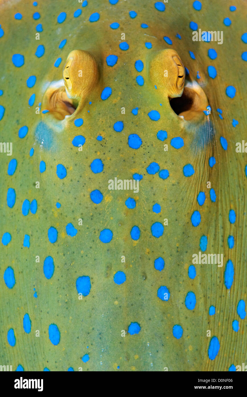Detail of markings on a blue spotted ribbontail ray, Taeniura lymma, Mabul, Sabah, Malaysia. Stock Photo