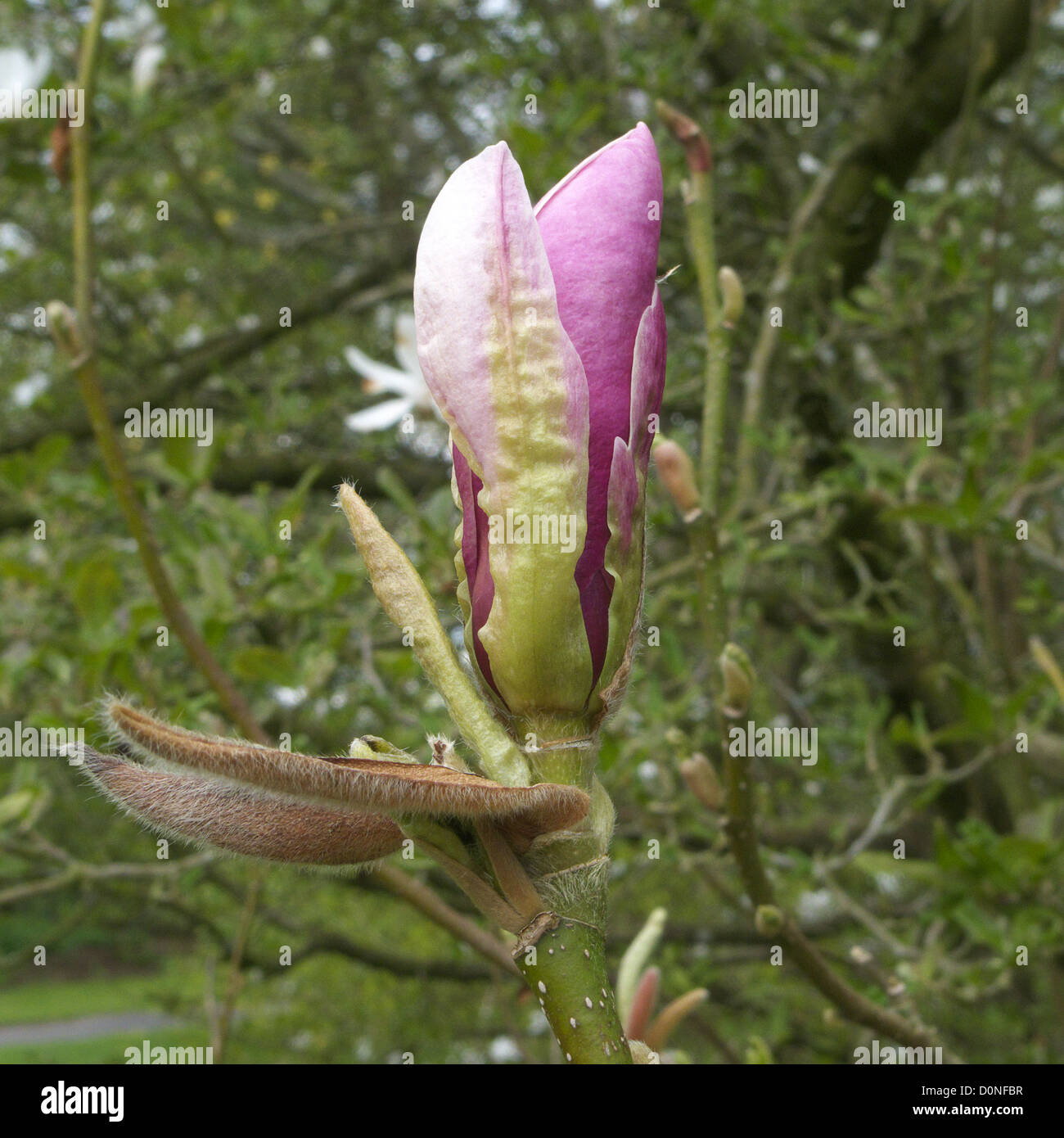 Magnolia x soulangeana ' Rustica Rubra ' Commonly Known as the Saucer