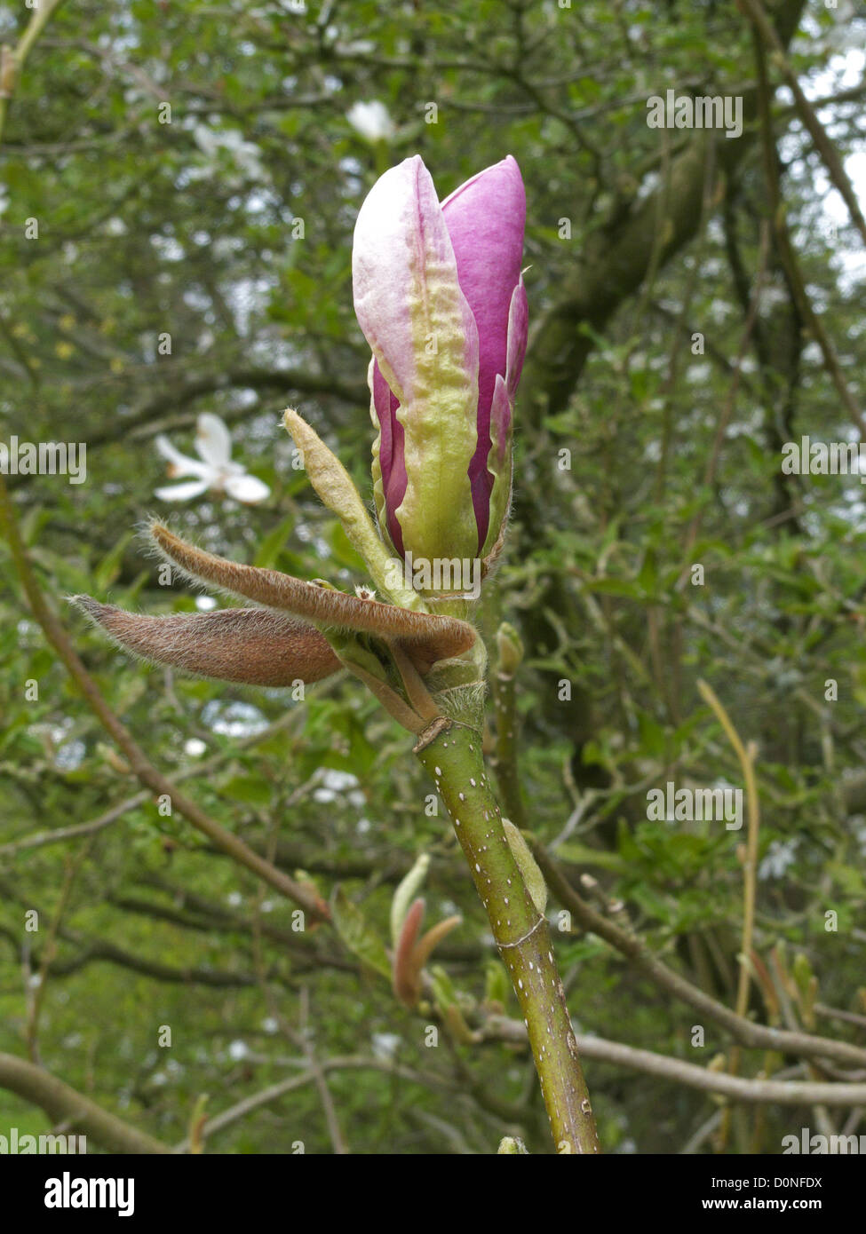 Magnolia x soulangeana ’ Rustica Rubra ’ Commonly Known as the Saucer