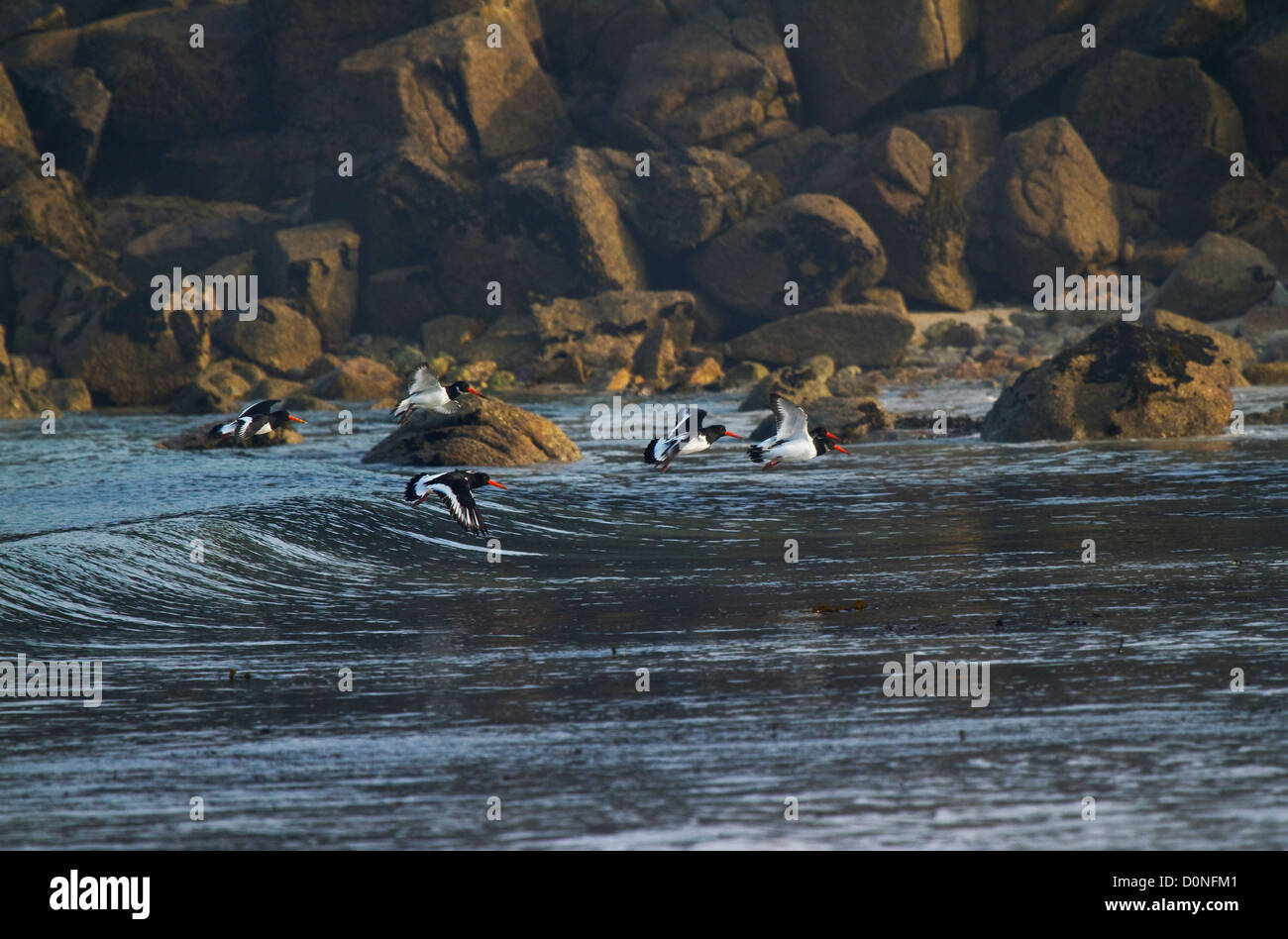 Oystercatchers in flight Stock Photo Alamy