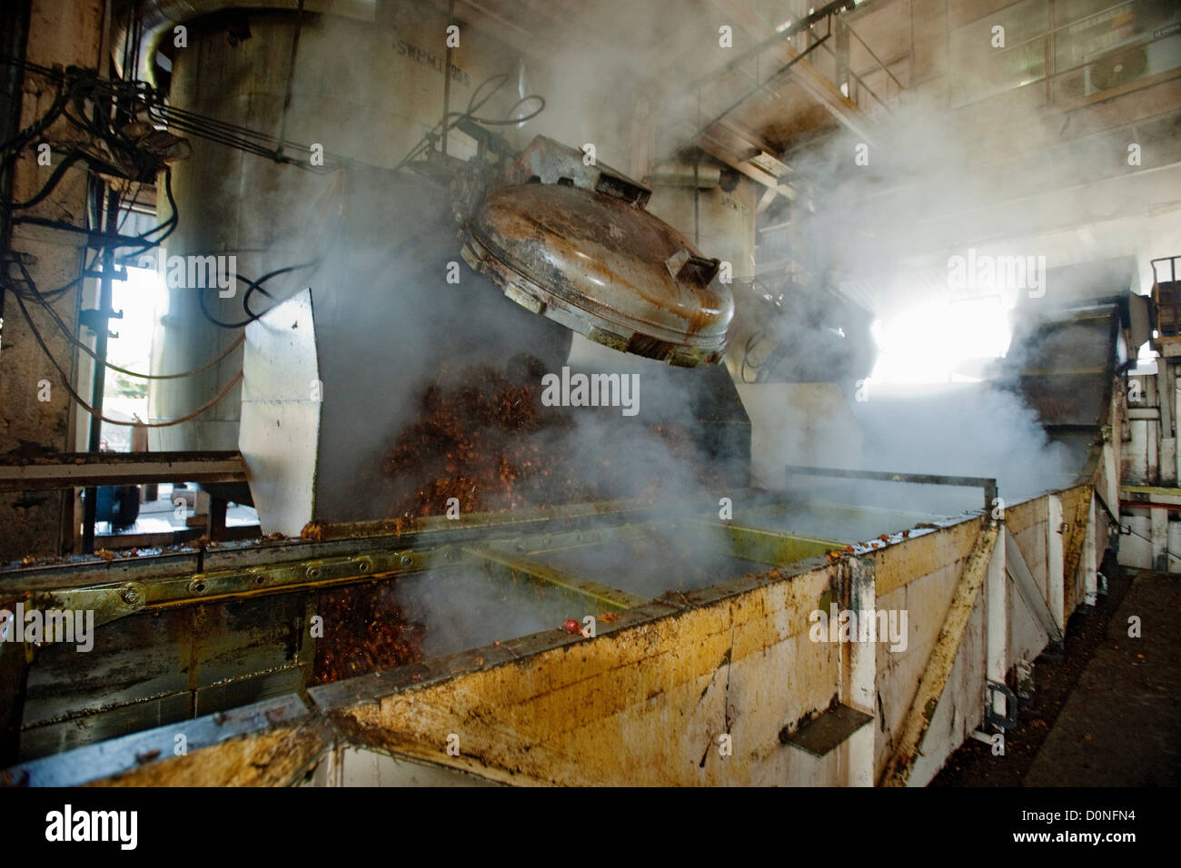 Oil palm fruit being processed. fruit is crushed extract oil which then
